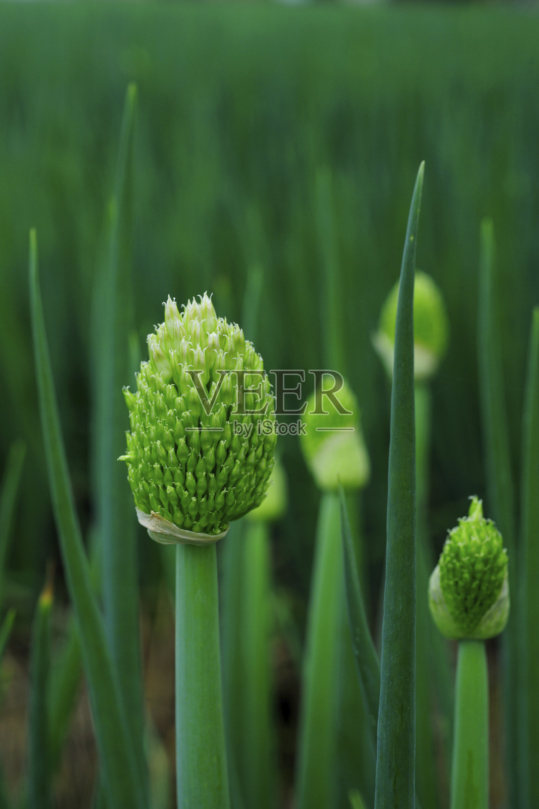 台湾三辛绿洋葱照片摄影图片