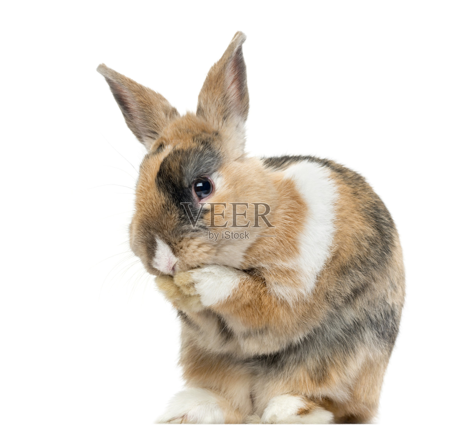 彩色兔子舔着爪子,孤立在白色上照片摄影图片