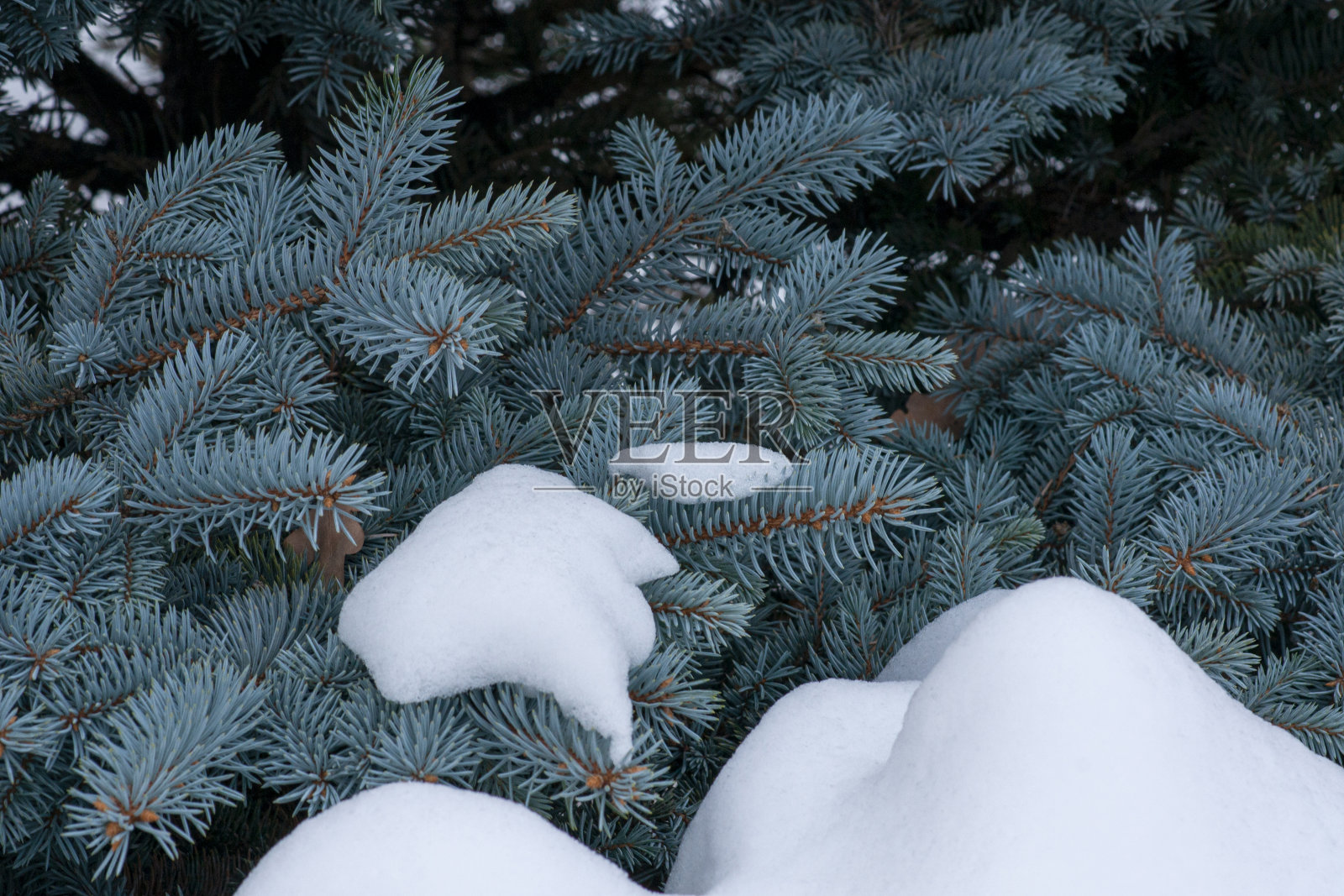 雪中蓝色云杉的树枝照片摄影图片