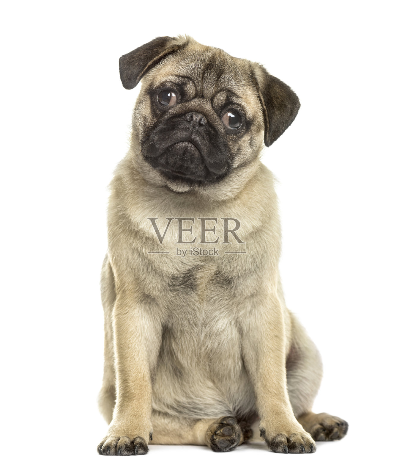 帕格坐着,孤立在白色上照片摄影图片