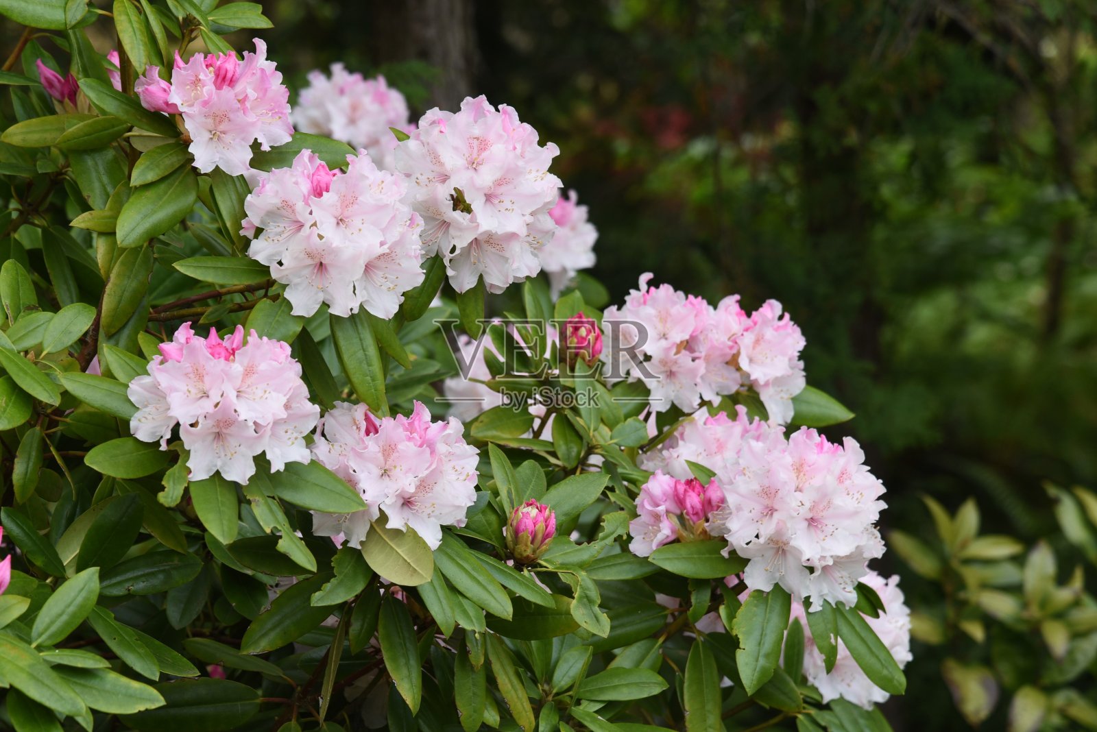 杜鹃(夹竹桃)花照片摄影图片