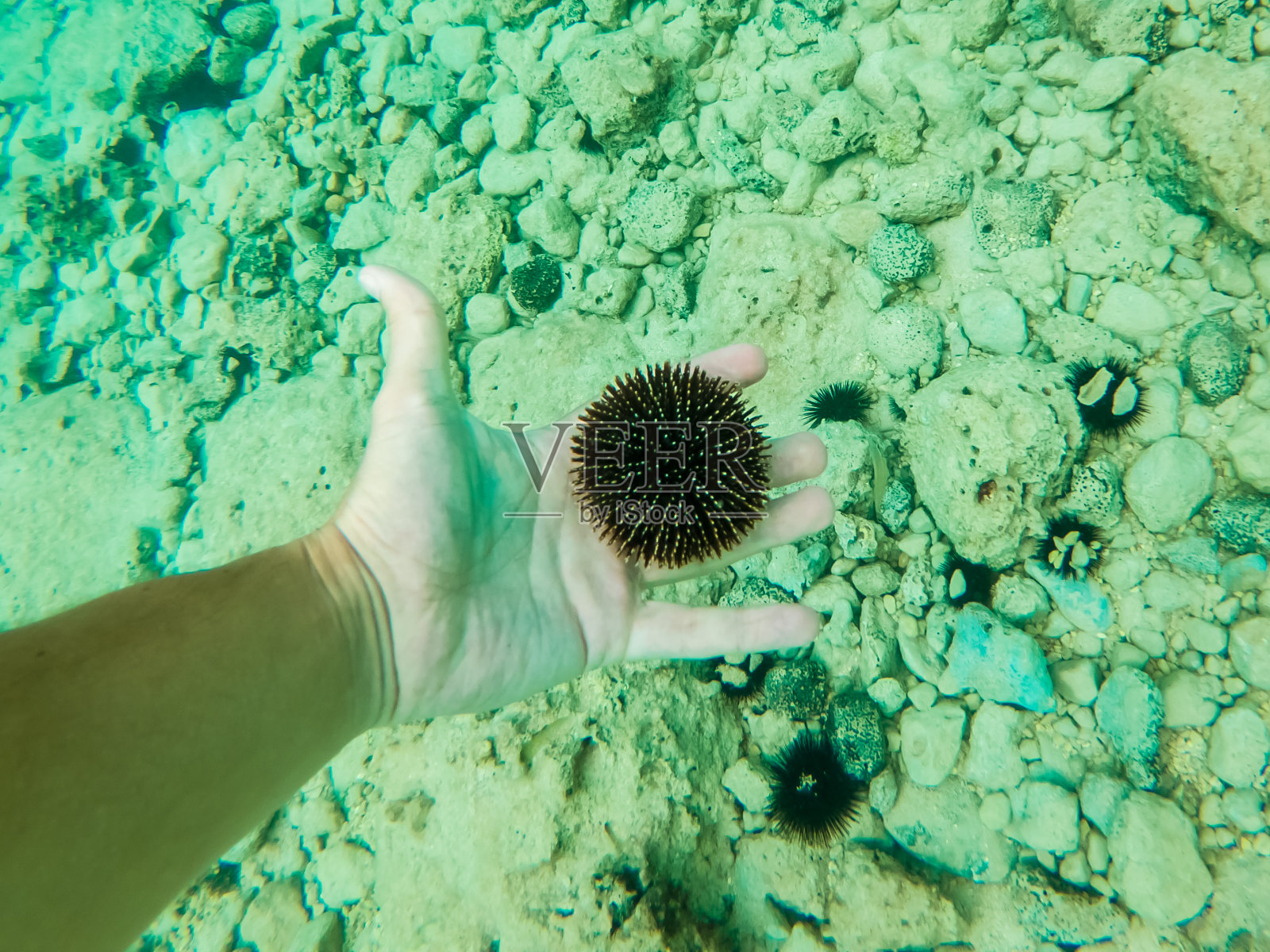 达尔马提亚亚得里亚海中的海胆照片摄影图片