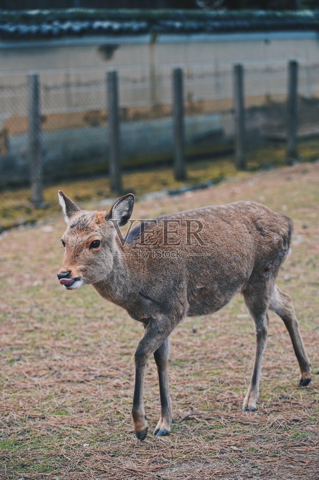 奈良公园的野鹿照片摄影图片