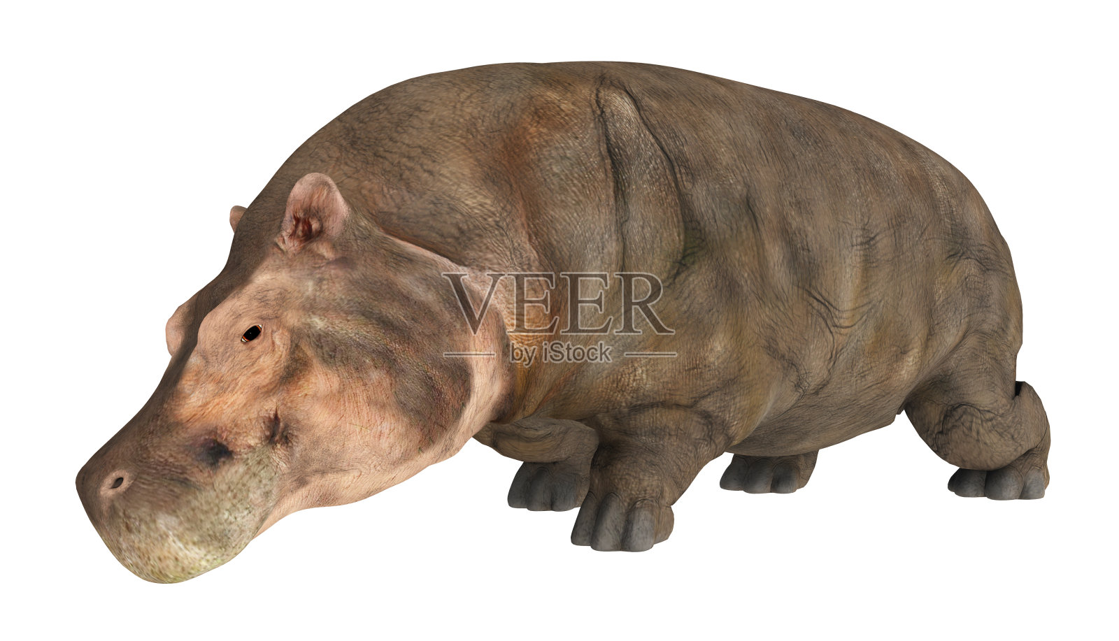 河马孤立在白色背景上照片摄影图片