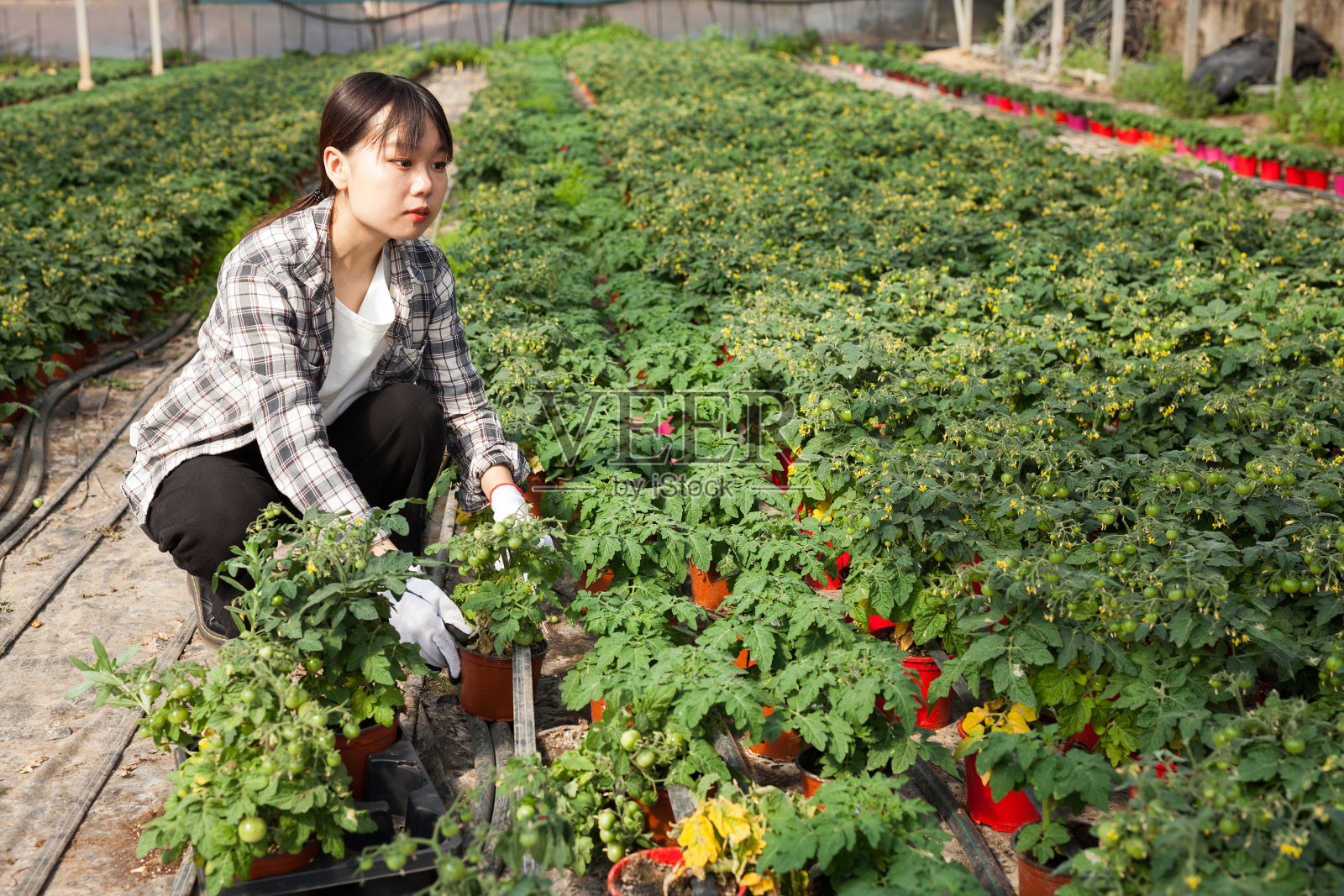 中国女园丁在温室里种植番茄幼苗照片摄影图片