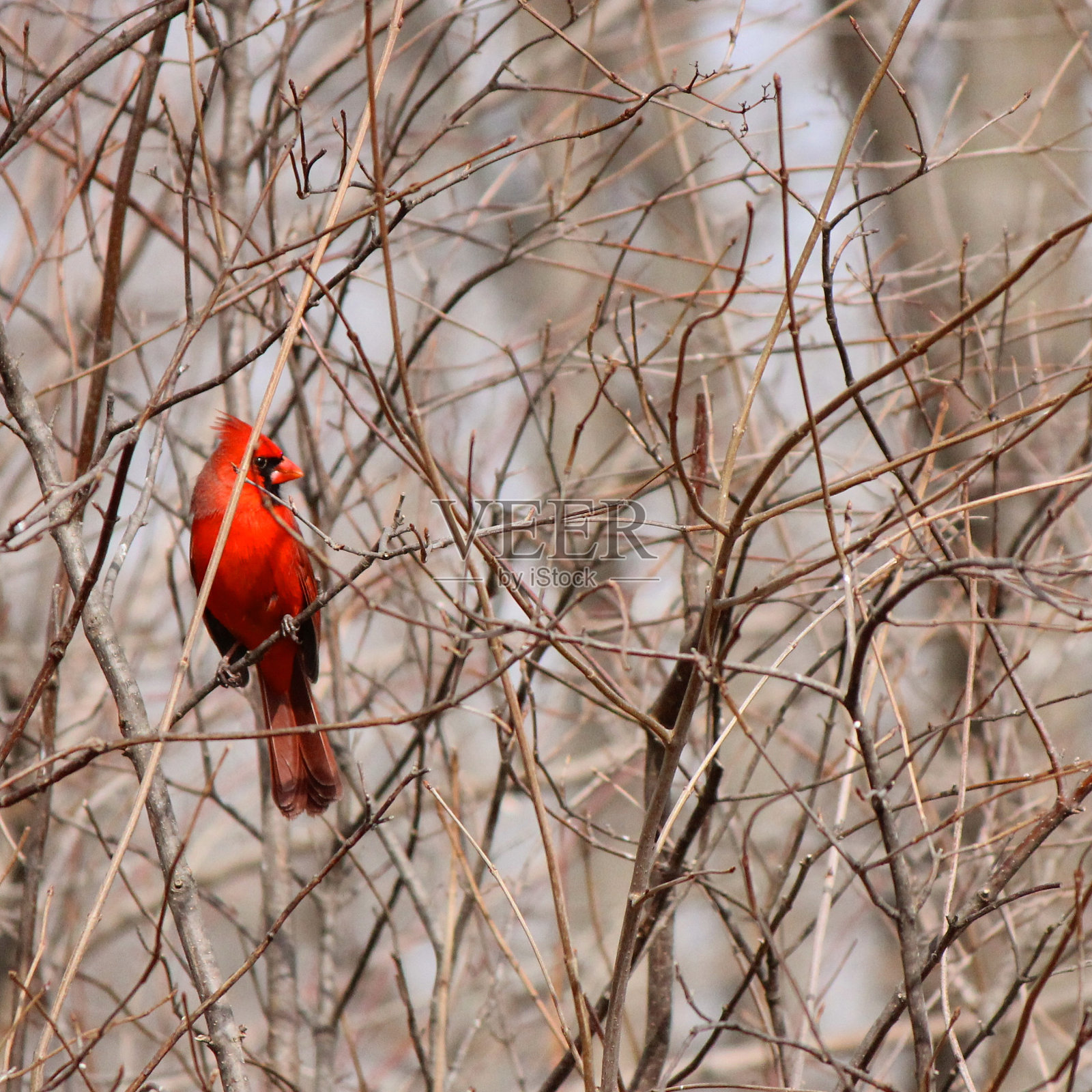 男性鲈鱼照片摄影图片