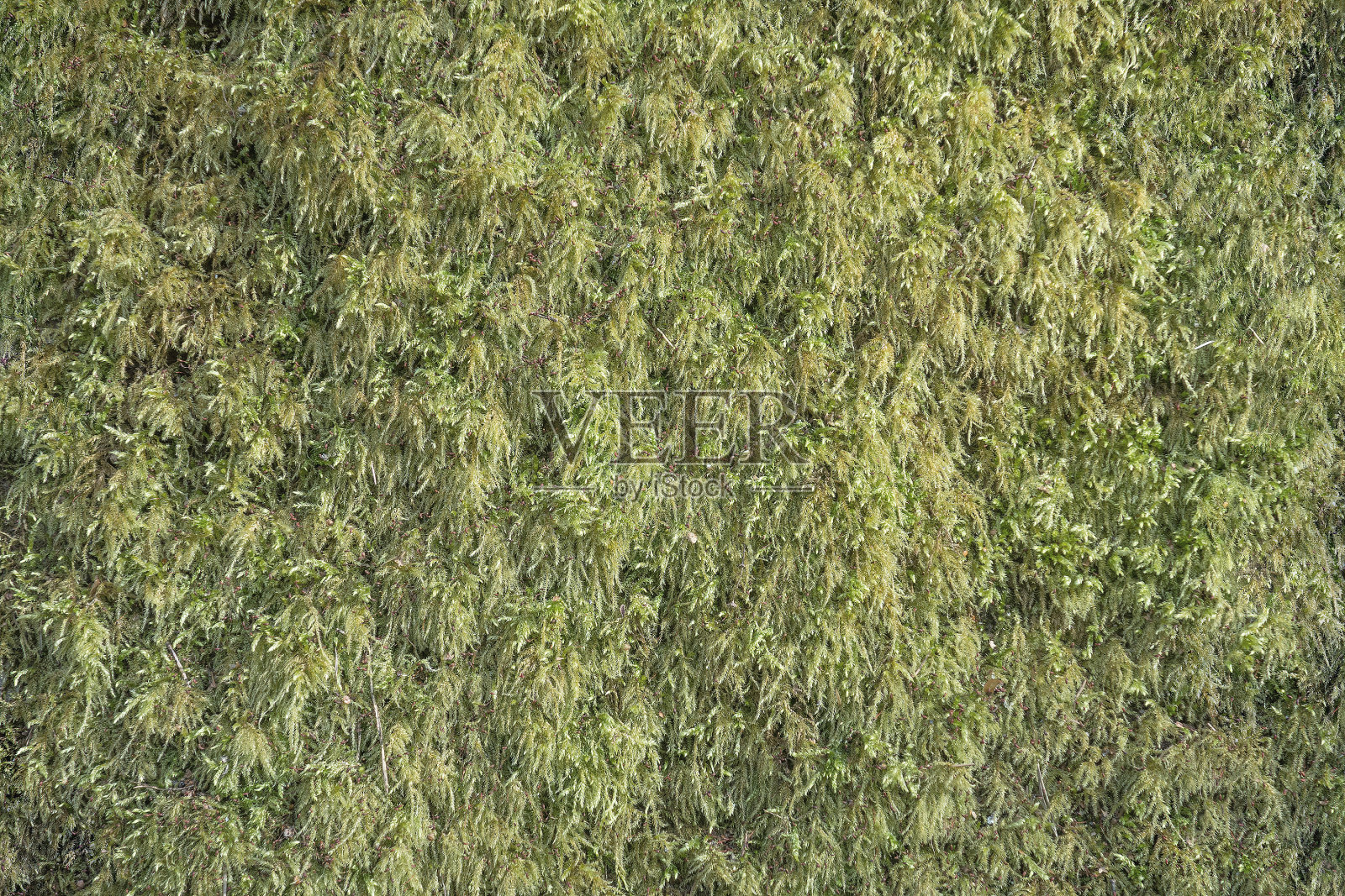 绿色苔藓纹理的自然背景照片摄影图片