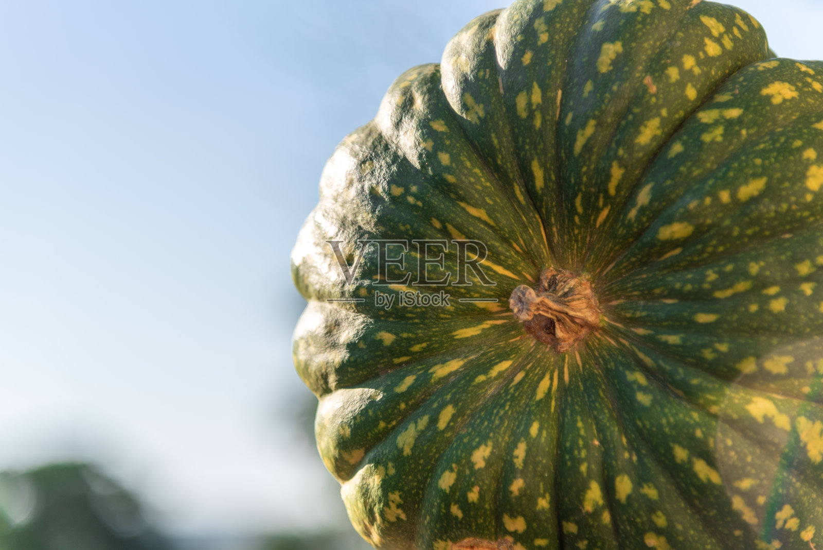质地柔软,略带甜味的南瓜,日本南瓜照片摄影图片