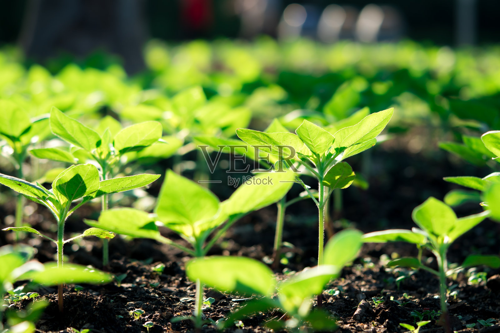 在耕地上生长的小花照片摄影图片