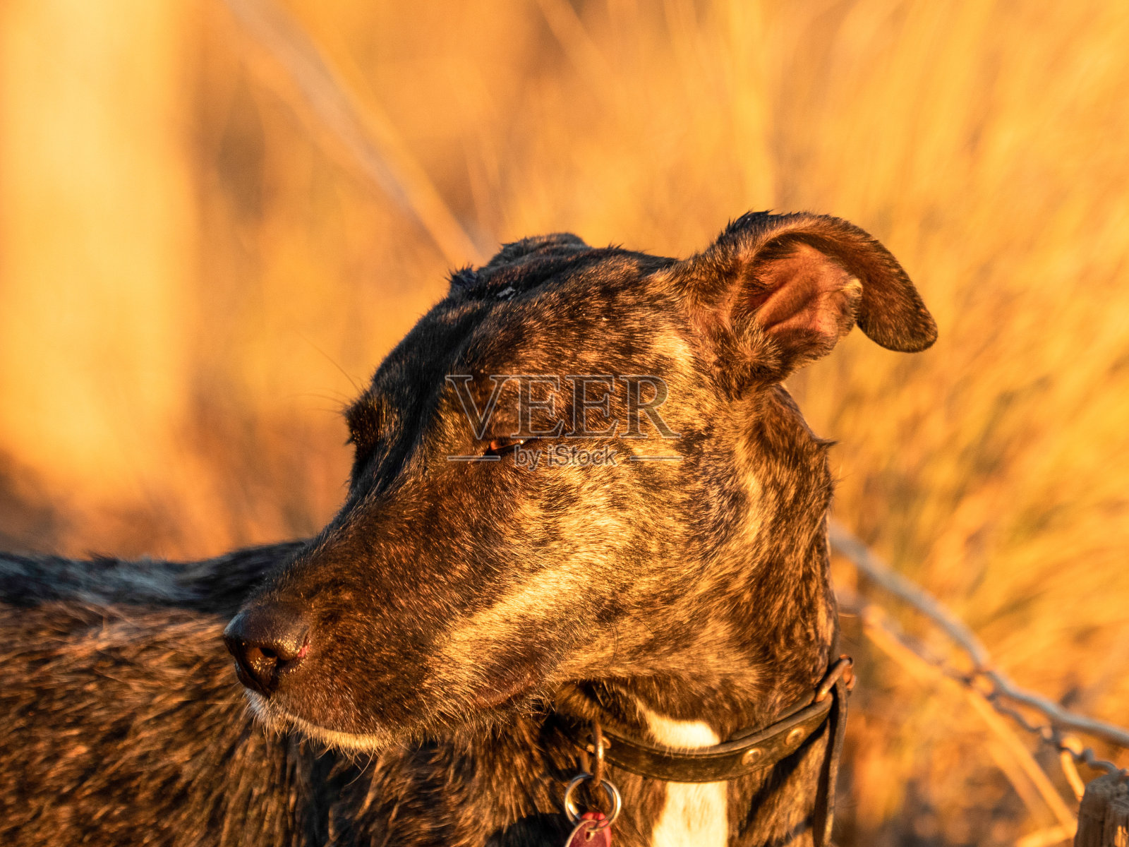 日出的狗照片摄影图片