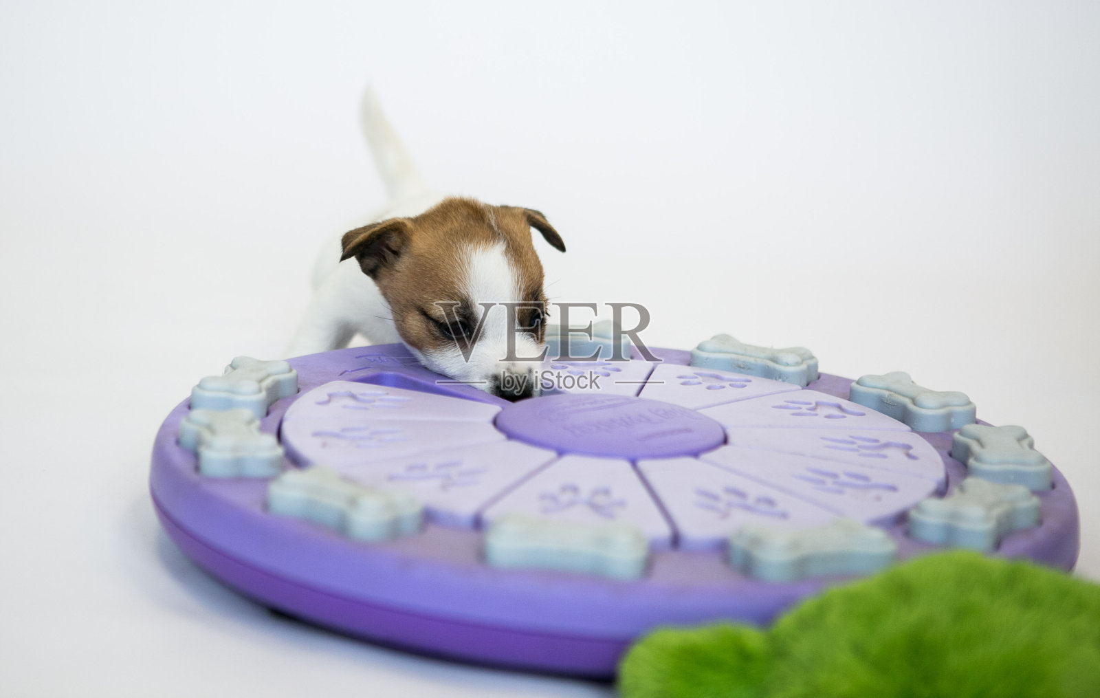 白色杰克罗素梗的小狗照片摄影图片