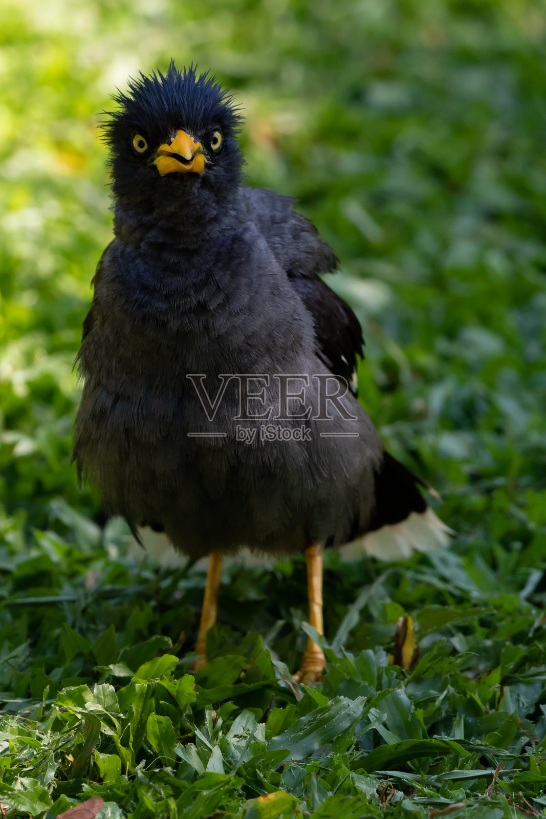 贾万·迈纳照片摄影图片