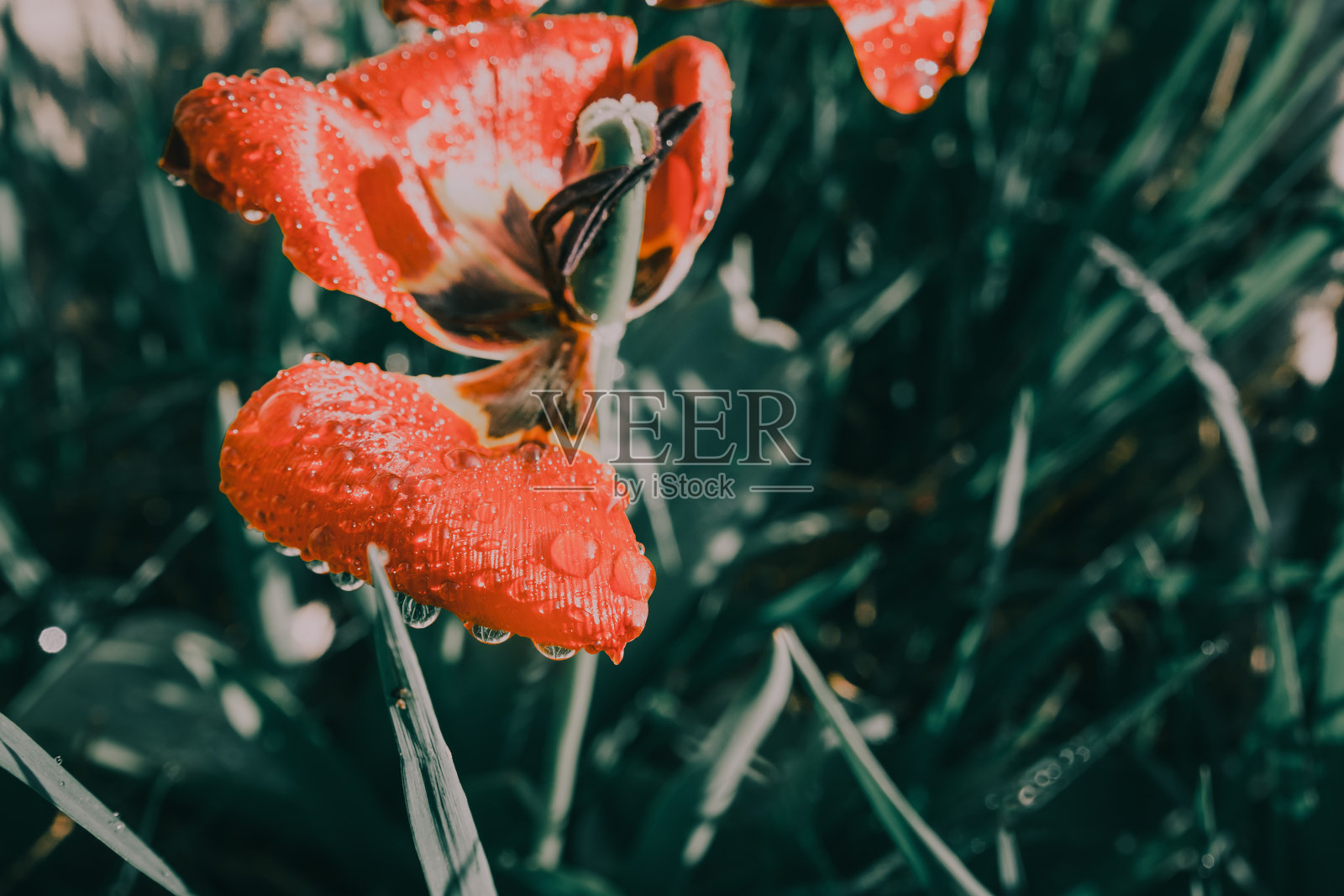 郁金香在草地上照片摄影图片