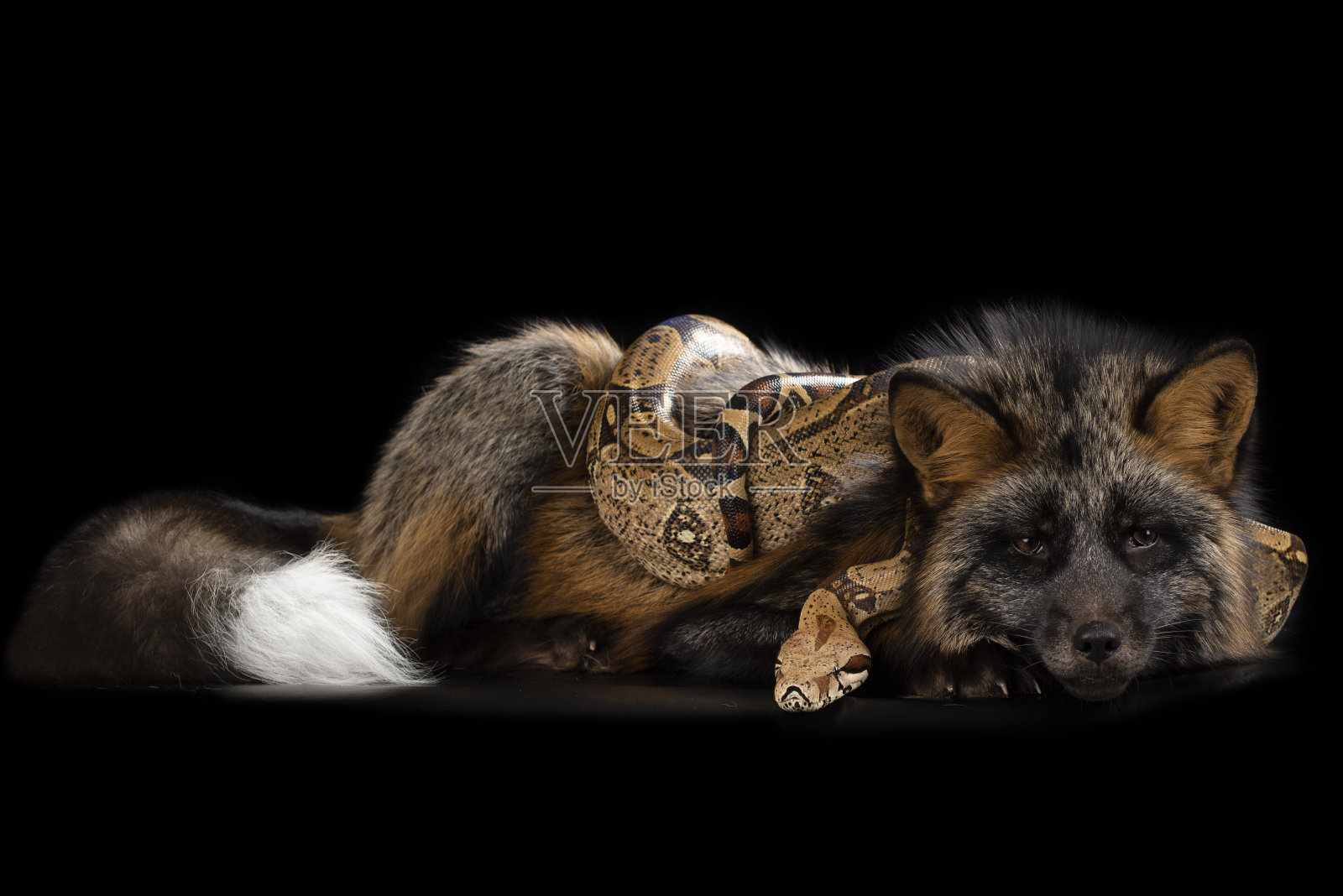 银狐和蛇在黑色孤立的背景。照片摄影图片