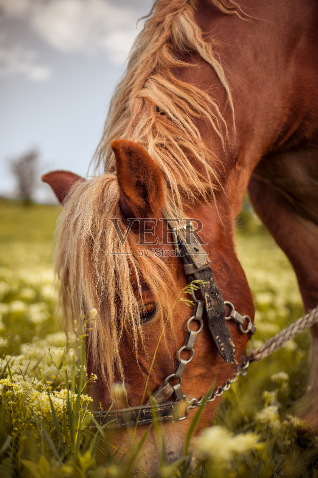 外面日落时分的马照片摄影图片