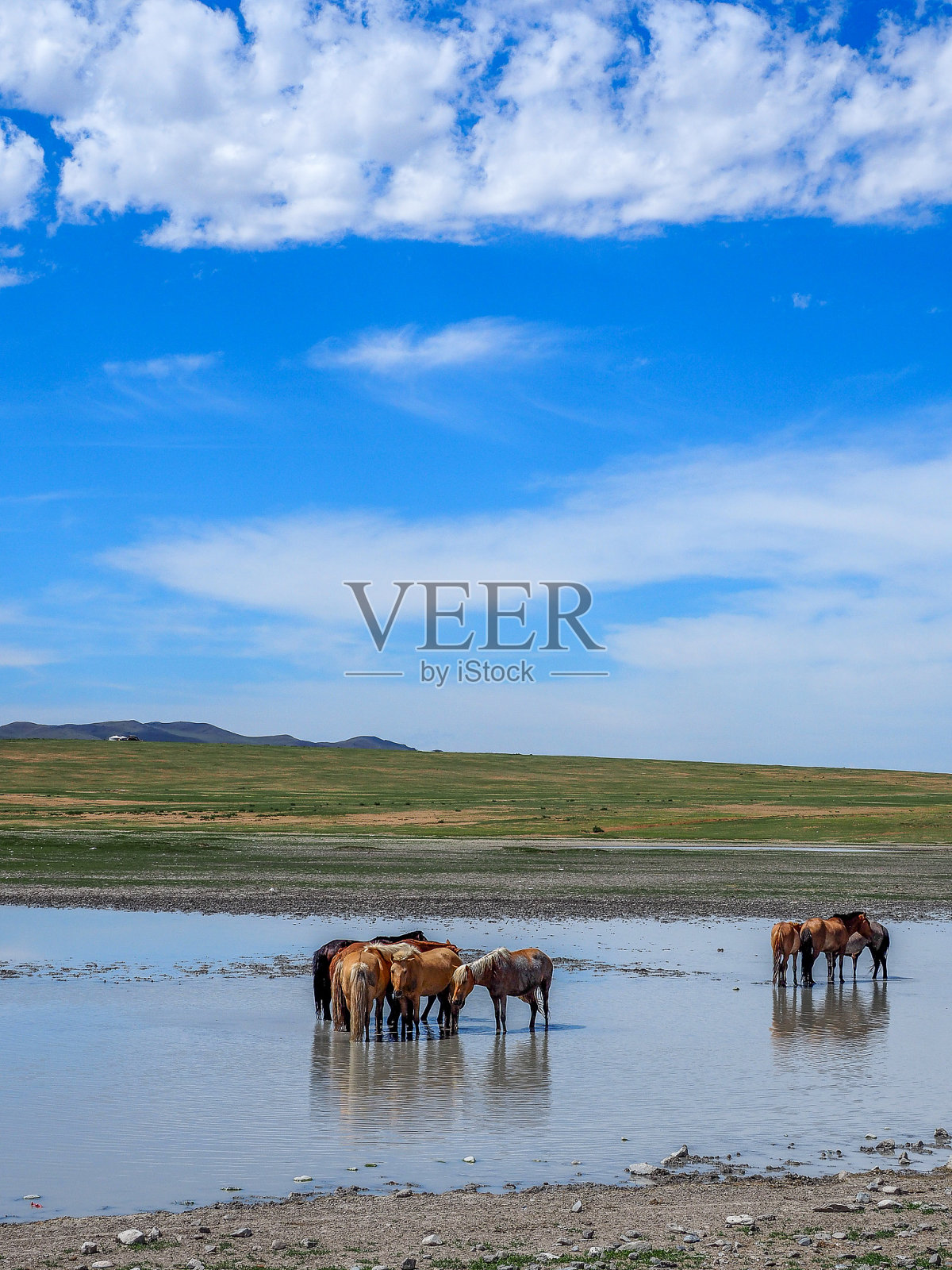 马在蒙古照片摄影图片