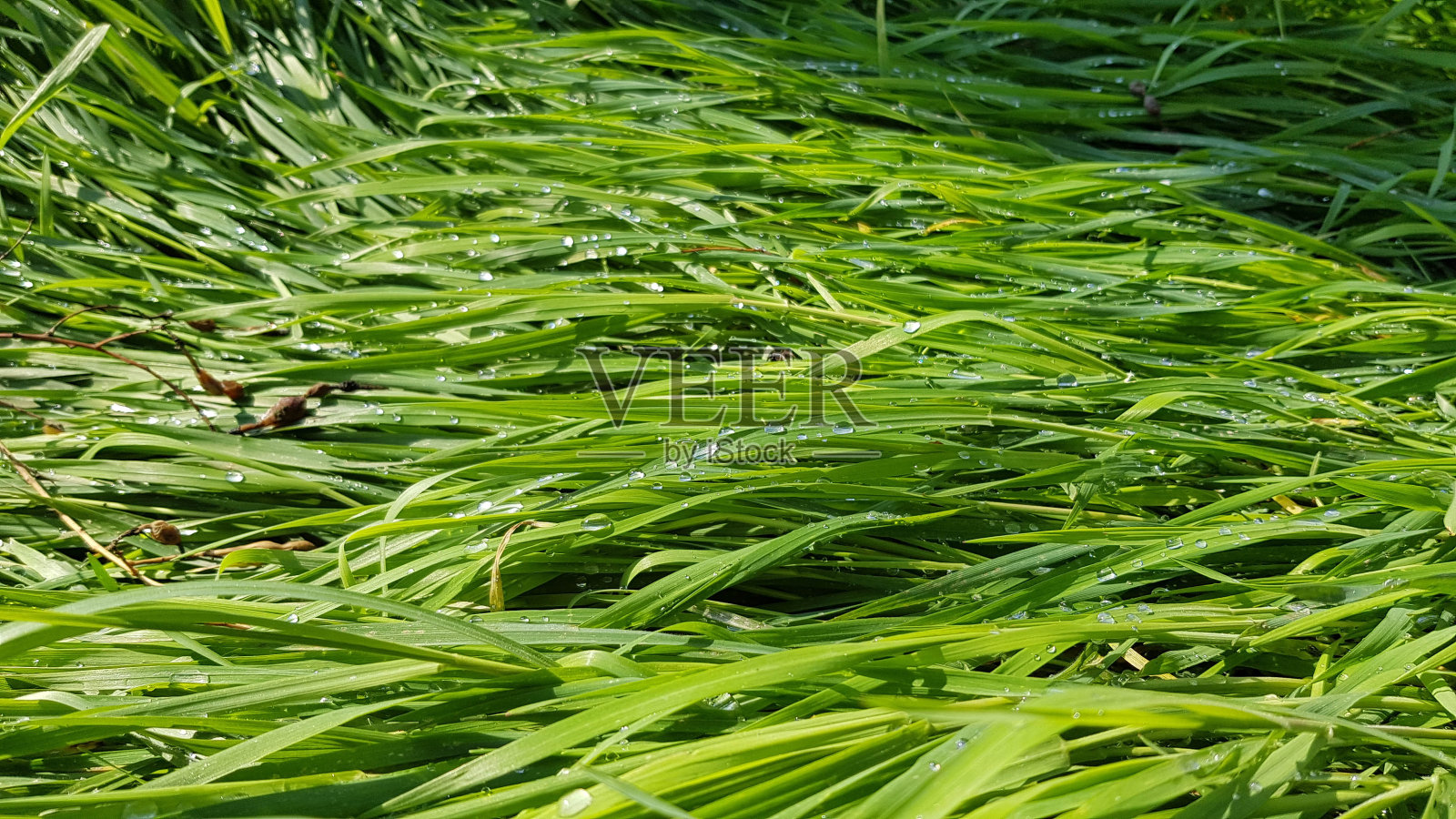 充满活力的绿草纹理与雨后的水滴。阳光下草地上湿润的草本植物。新鲜的草地上的背景。春天生长背景。夏天植物照片摄影图片