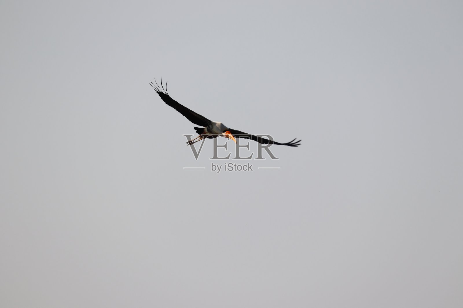 画鹤在晴朗的天空中飞行的特写照片摄影图片