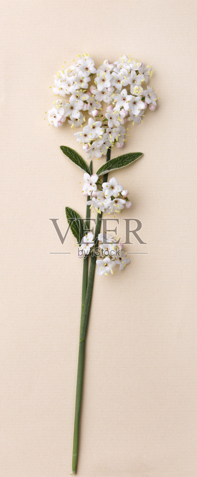 新鲜的白色花照片摄影图片