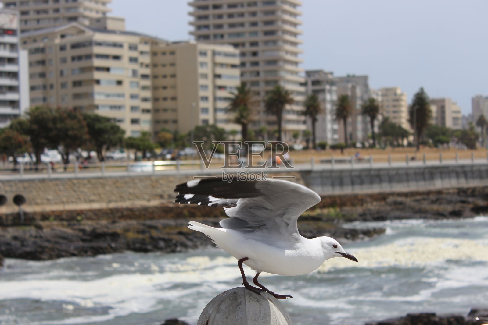 白色和灰色海鸥鸟照片摄影图片