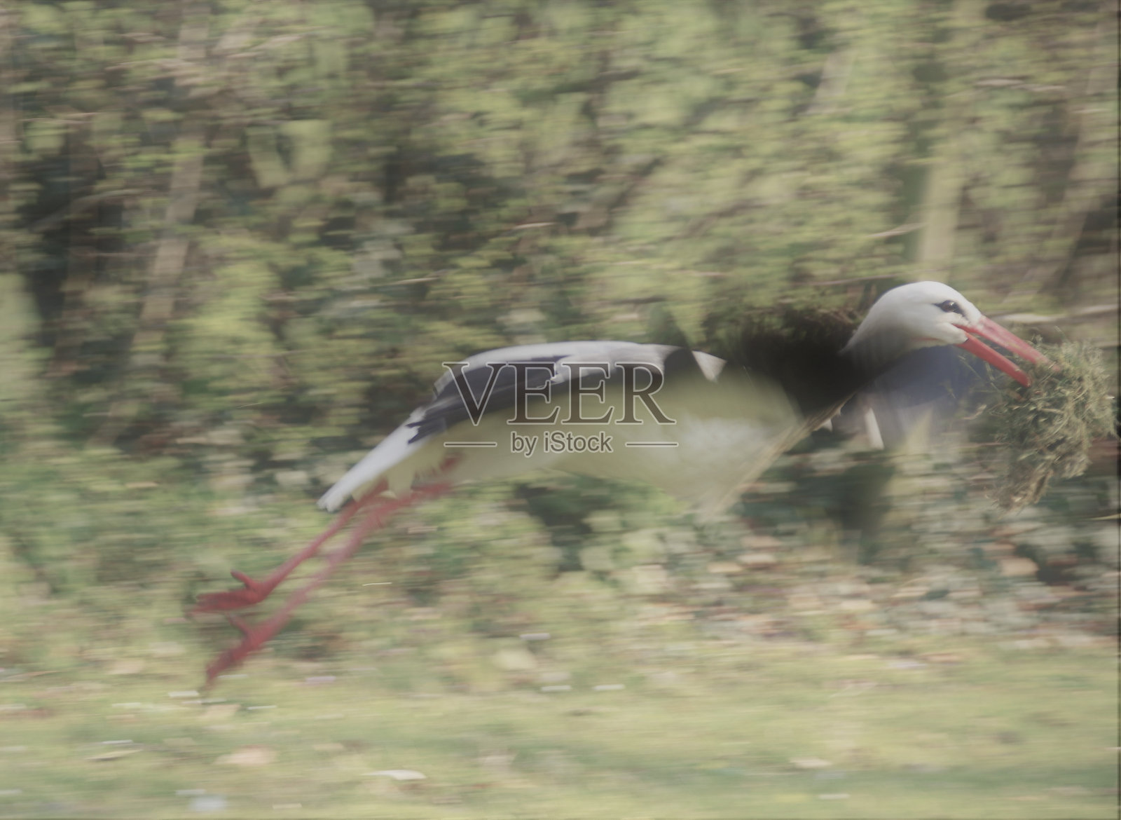 鹳起飞,准备在那里筑巢照片摄影图片