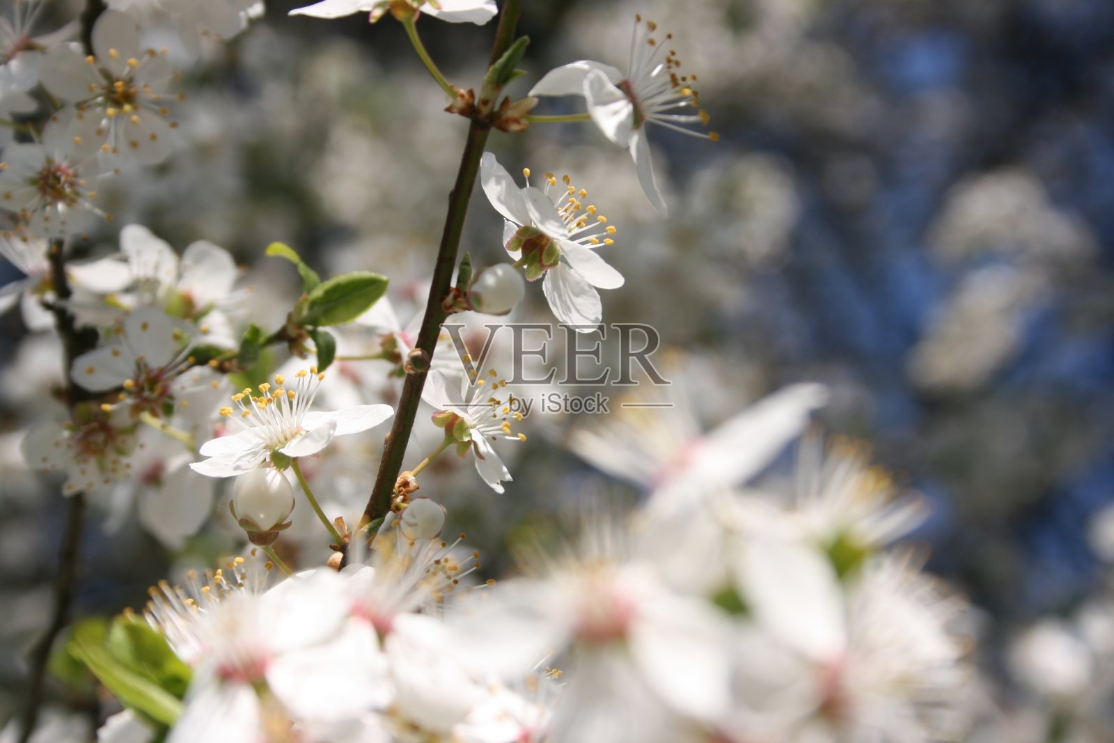 春天花园里的树木开花了照片摄影图片