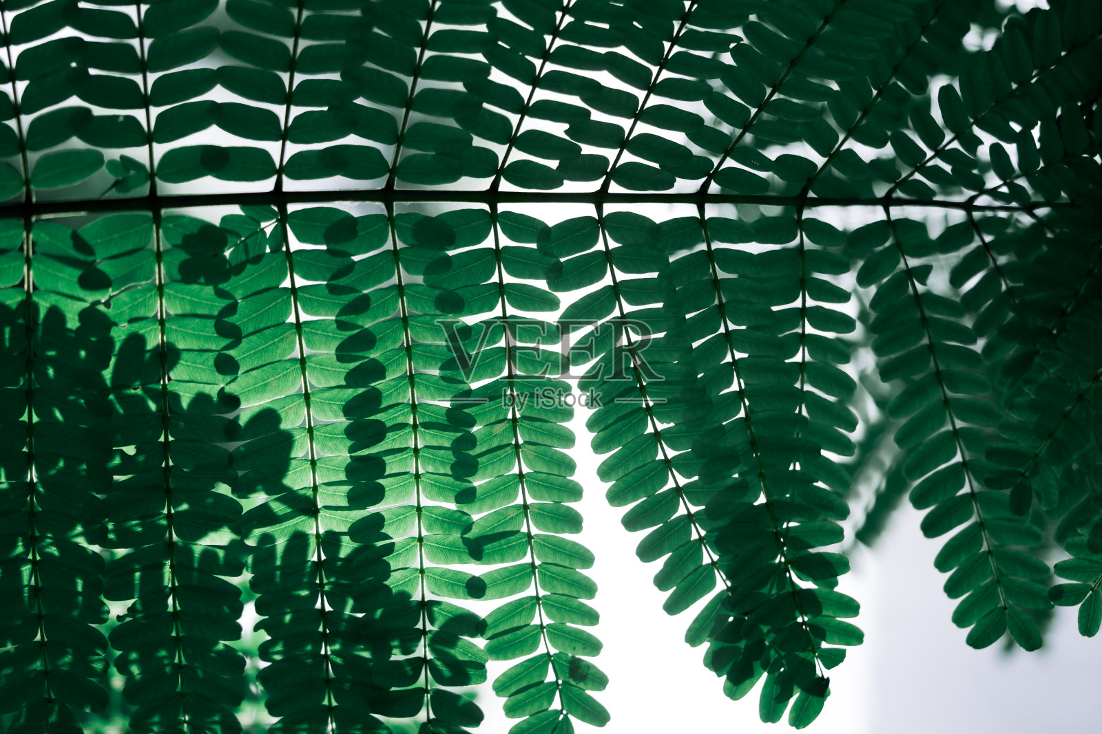 深绿色叶子的特写自然视图照片摄影图片