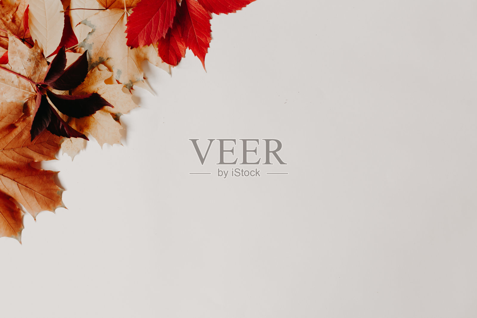 黄色和红色的树叶秋天白色的明信片背景照片摄影图片