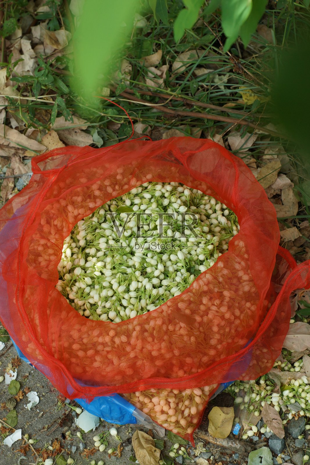 选择茉莉花蕾照片摄影图片