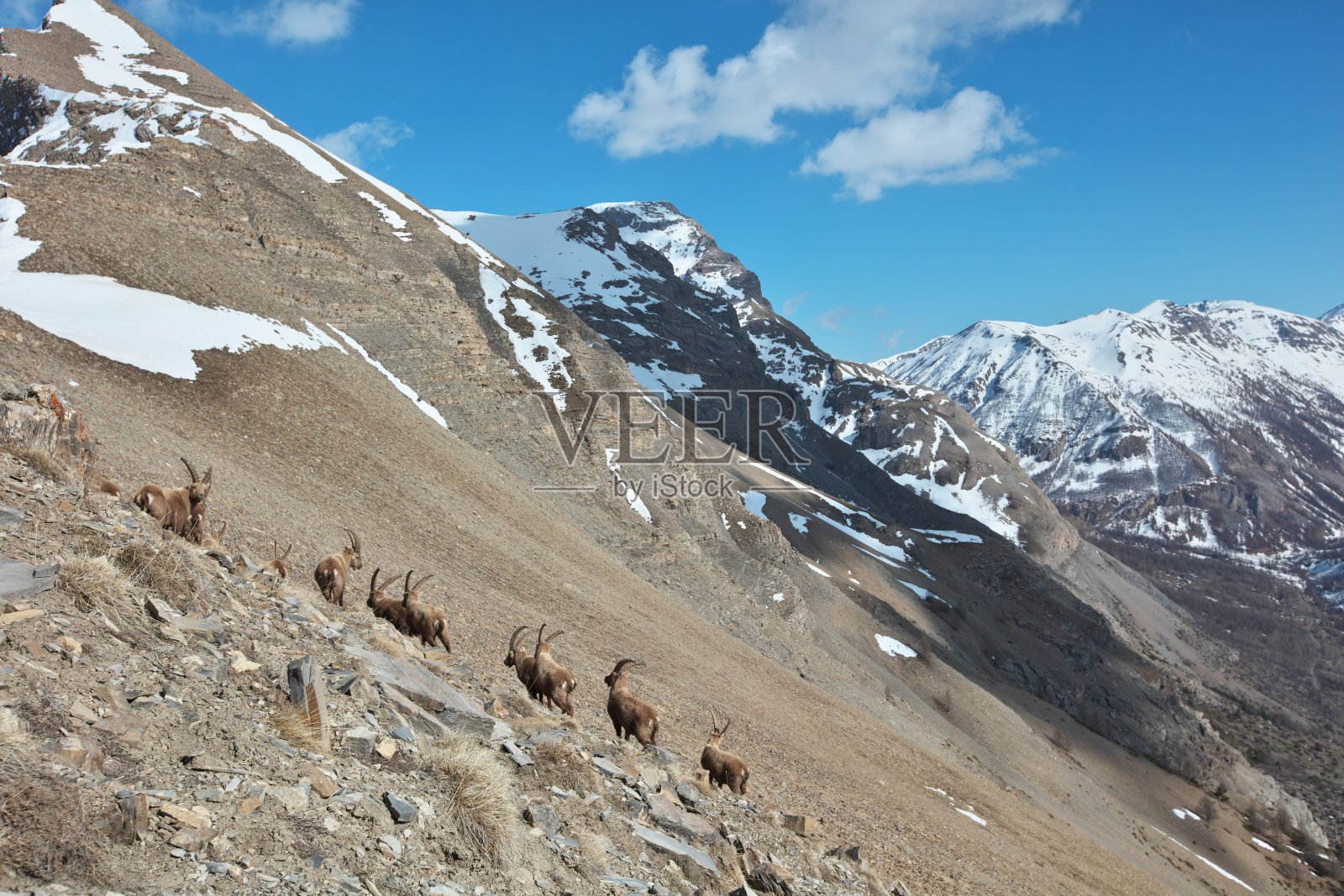 Bachelard的ibex (3)照片摄影图片