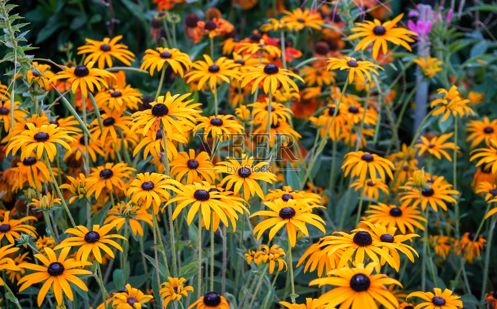 巨大的黄色雏菊,荣耀雏菊,红雏菊照片摄影图片