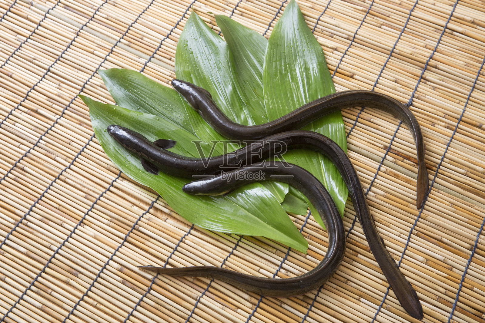 新鲜的鳗鱼照片摄影图片