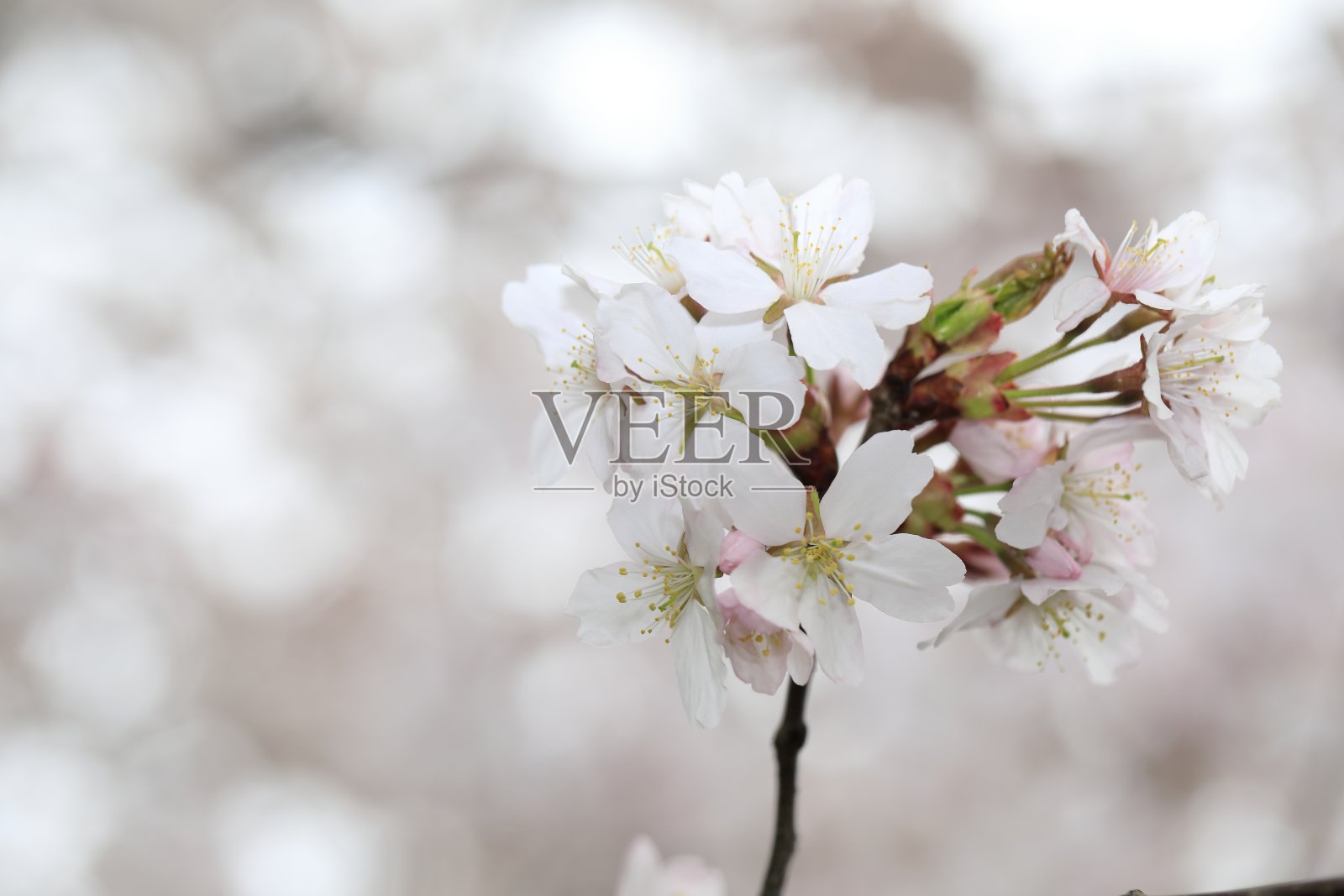 樱花照片摄影图片