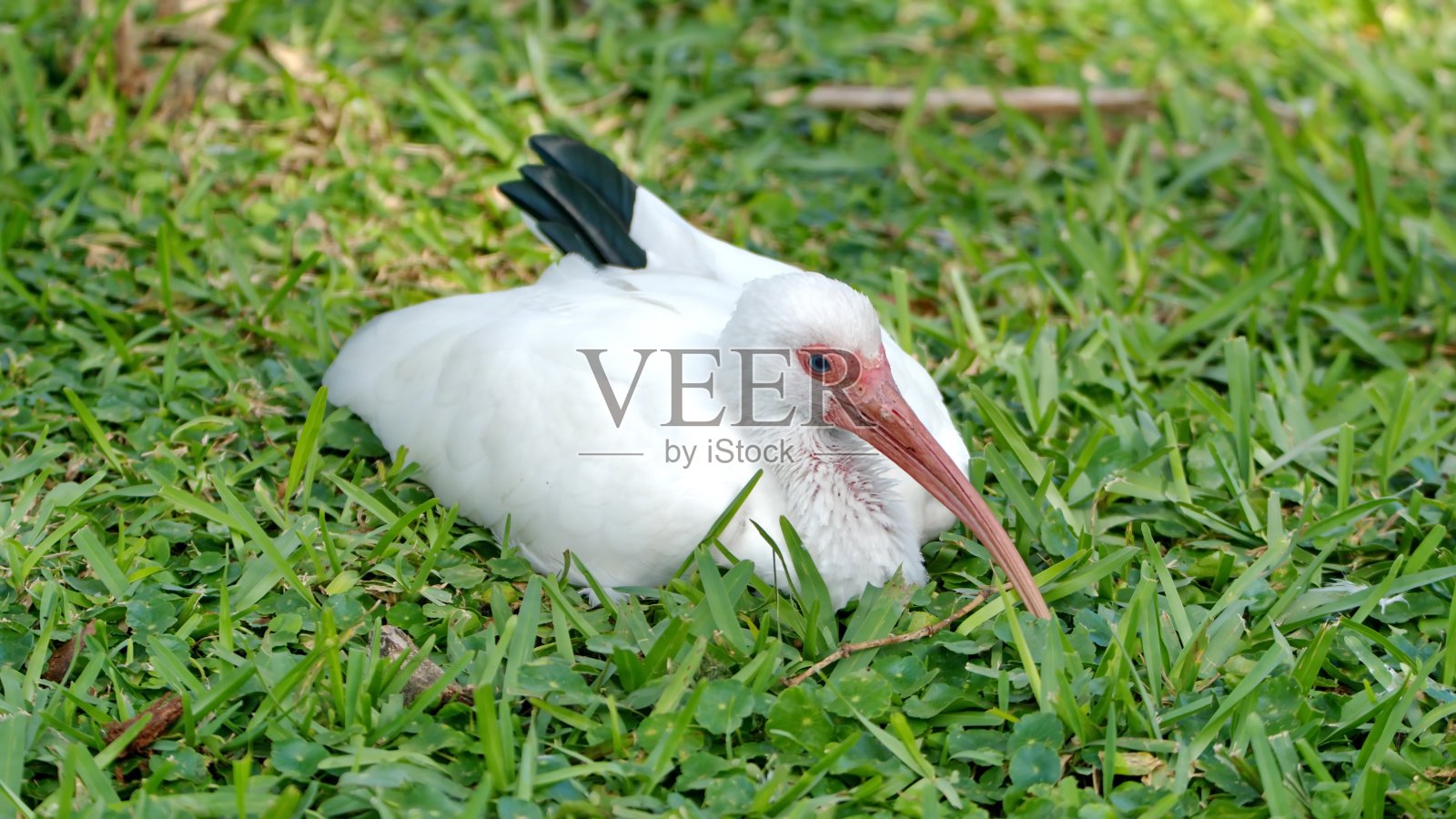 草丛中的美洲白鹮照片摄影图片