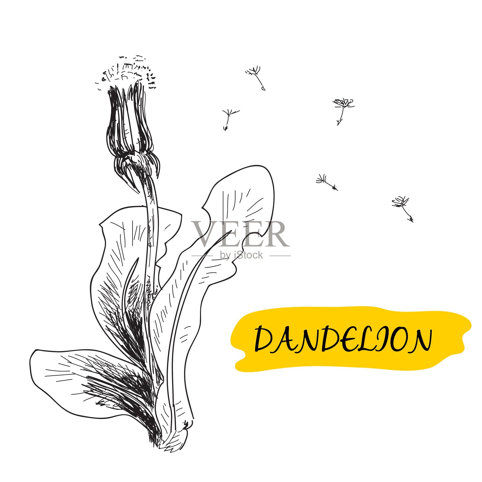 蒲公英插画图片素材