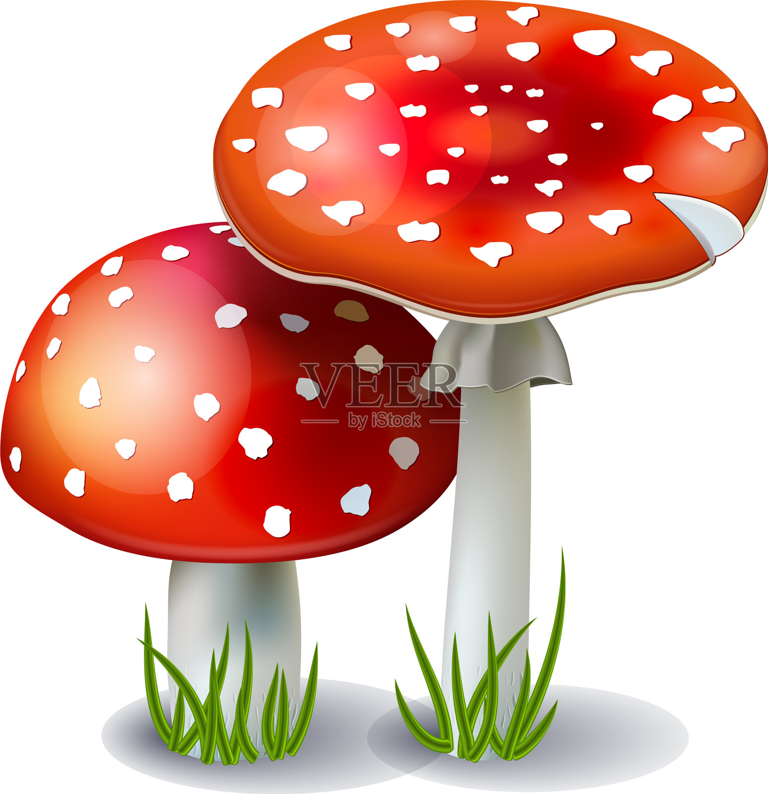 红菇鹅膏插画图片素材