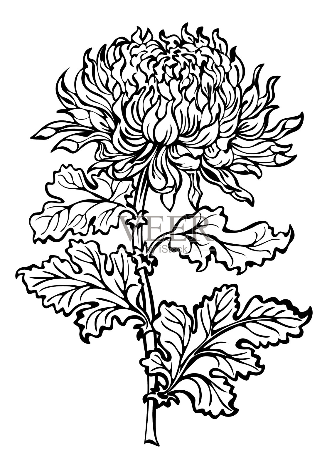 菊花设计元素图片