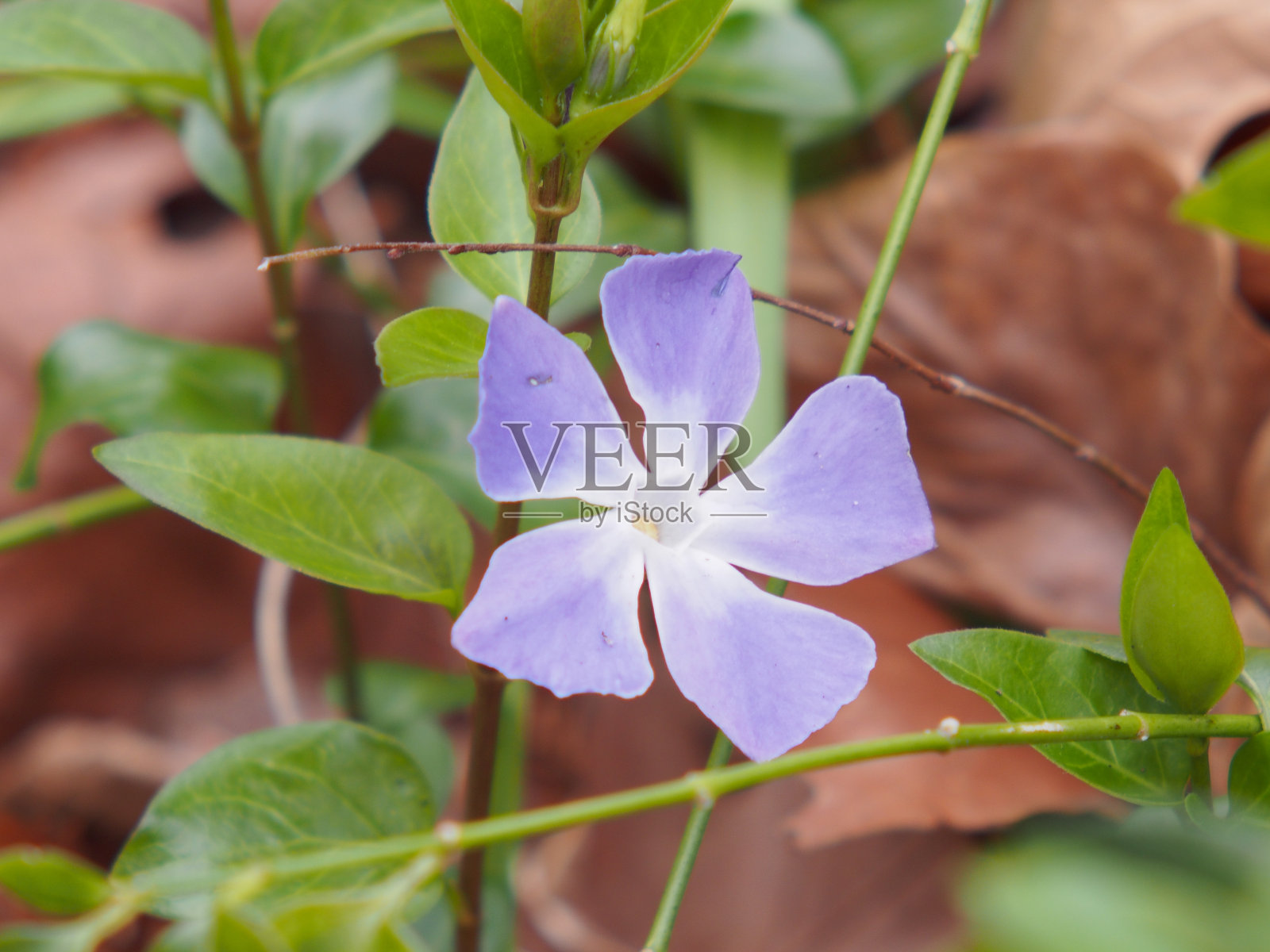 蓝色玉黍螺照片摄影图片