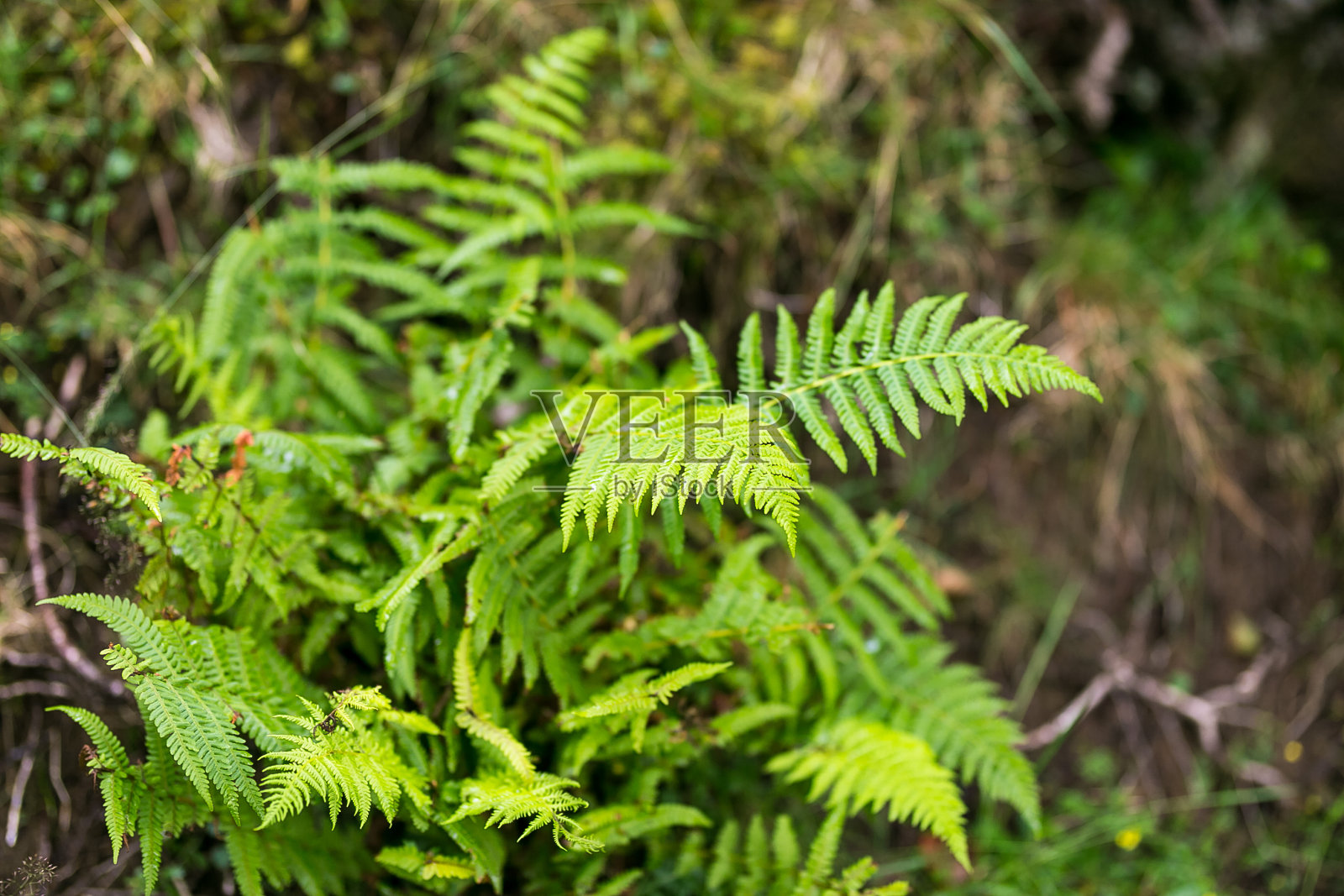 英国苏格兰的高地山脉照片摄影图片