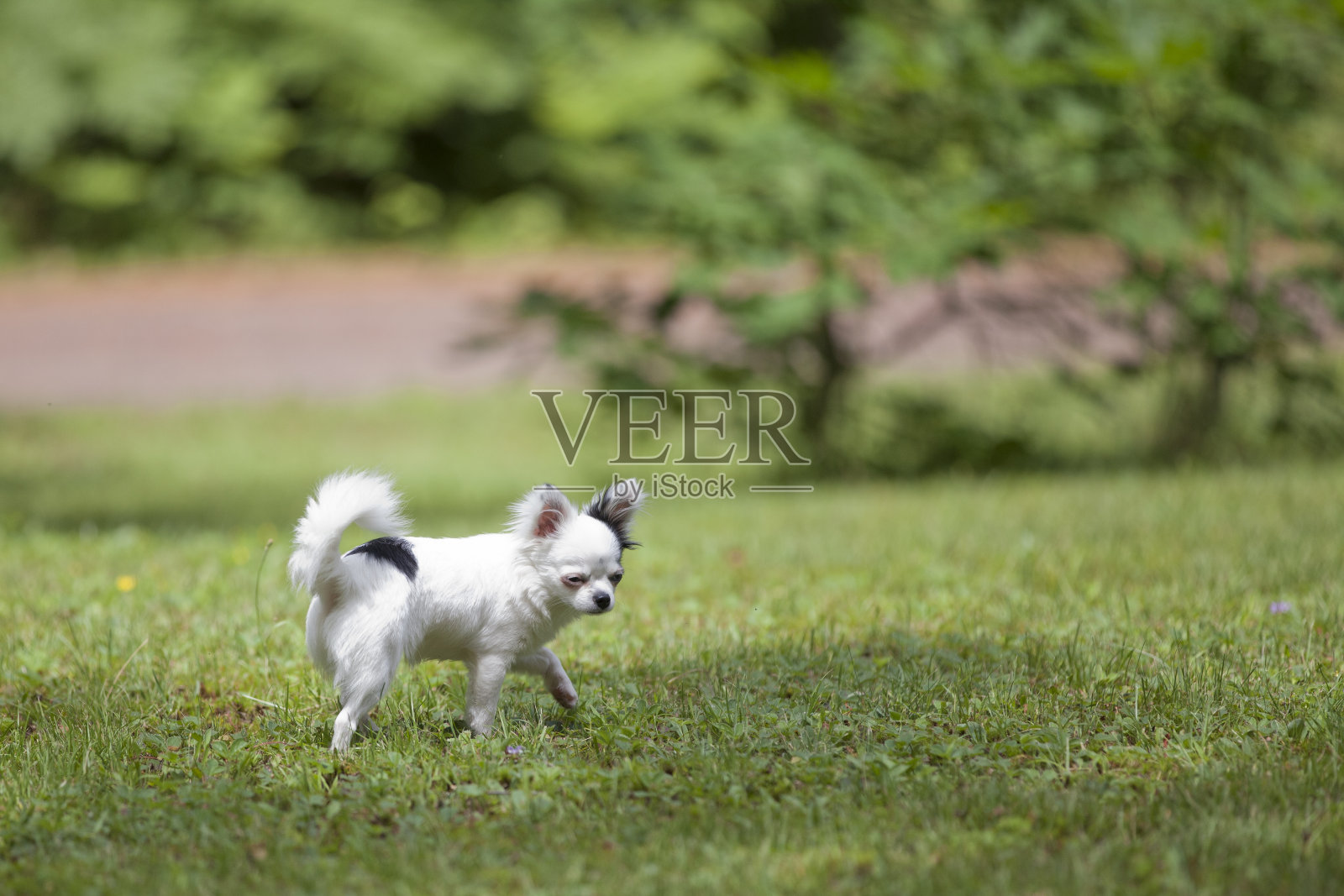 长毛吉娃娃在夏天的时候照片摄影图片