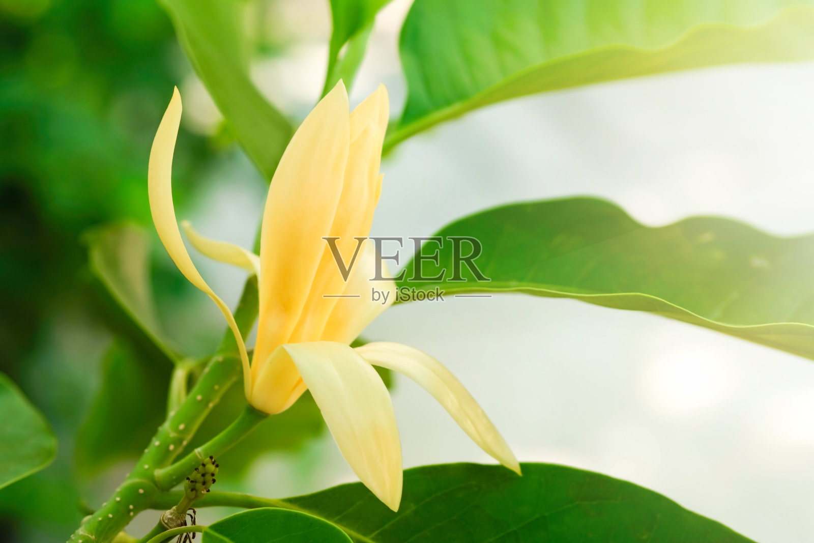 白色的花和绿叶与阳光。照片摄影图片