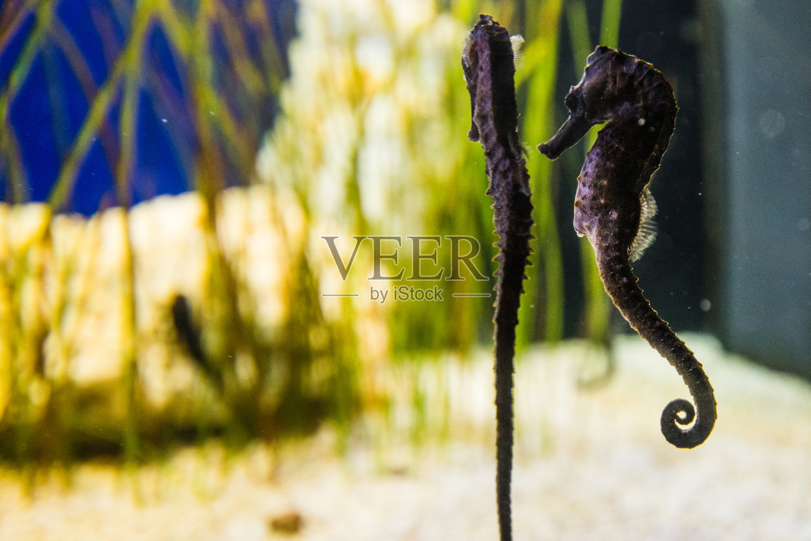 动物,宠物,野生动物照片摄影图片