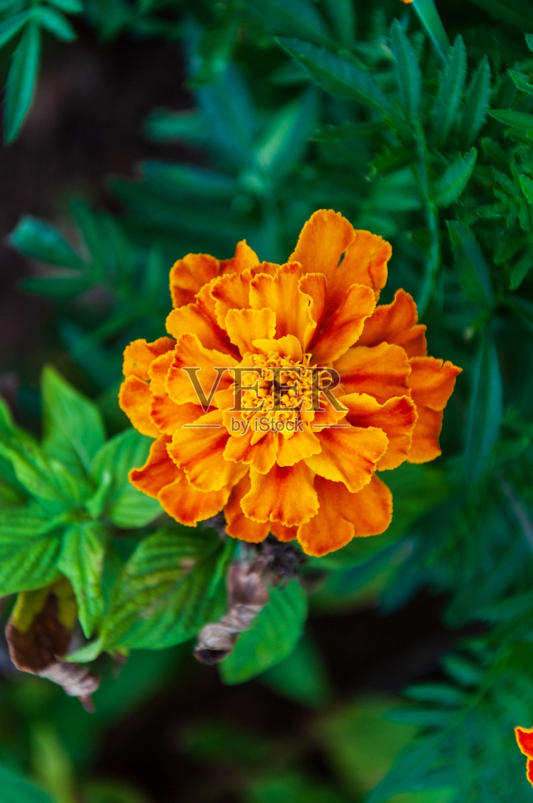 美丽的橙色花在一个正式的花园照片摄影图片