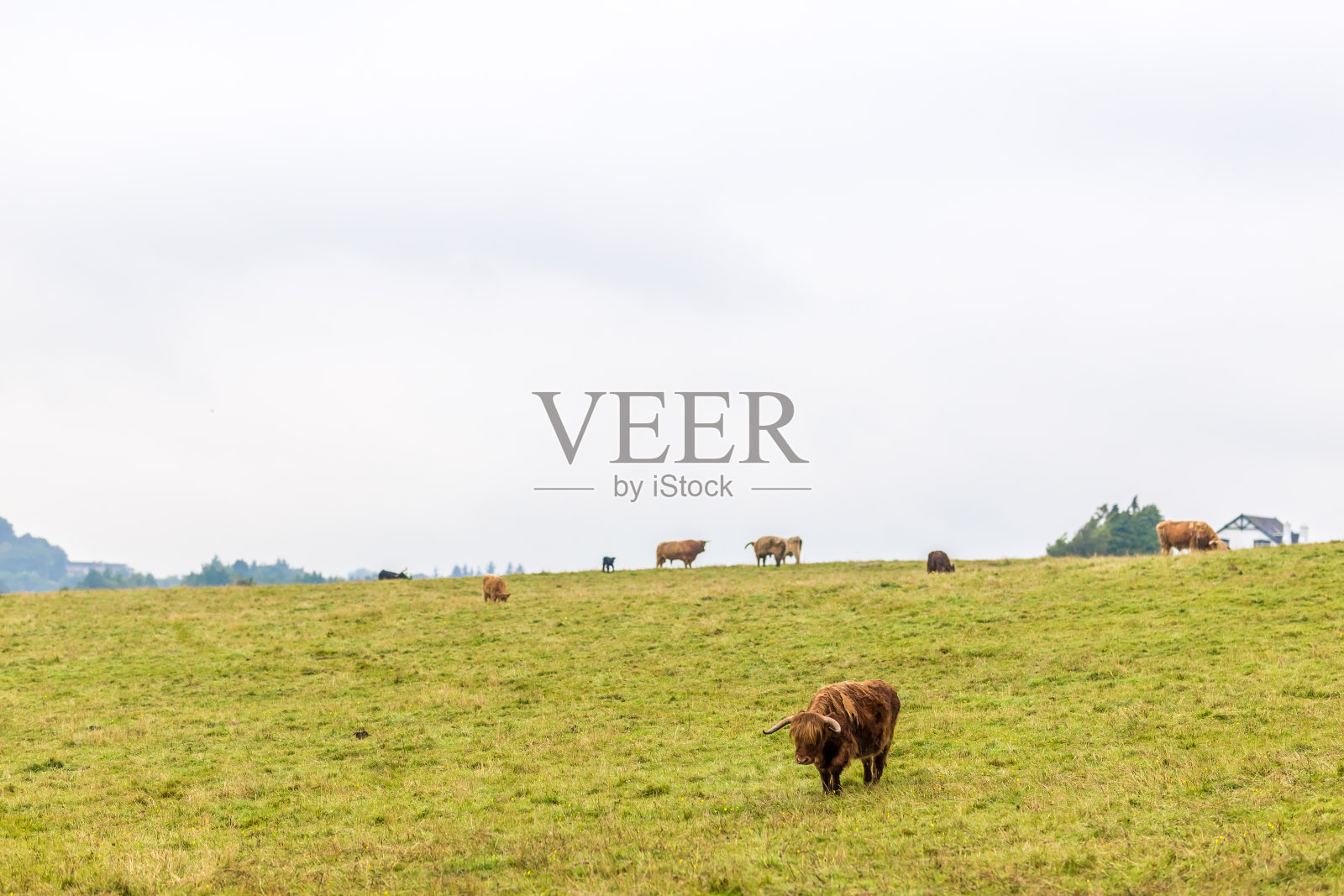 英国苏格兰高地的多毛苏格兰牛照片摄影图片