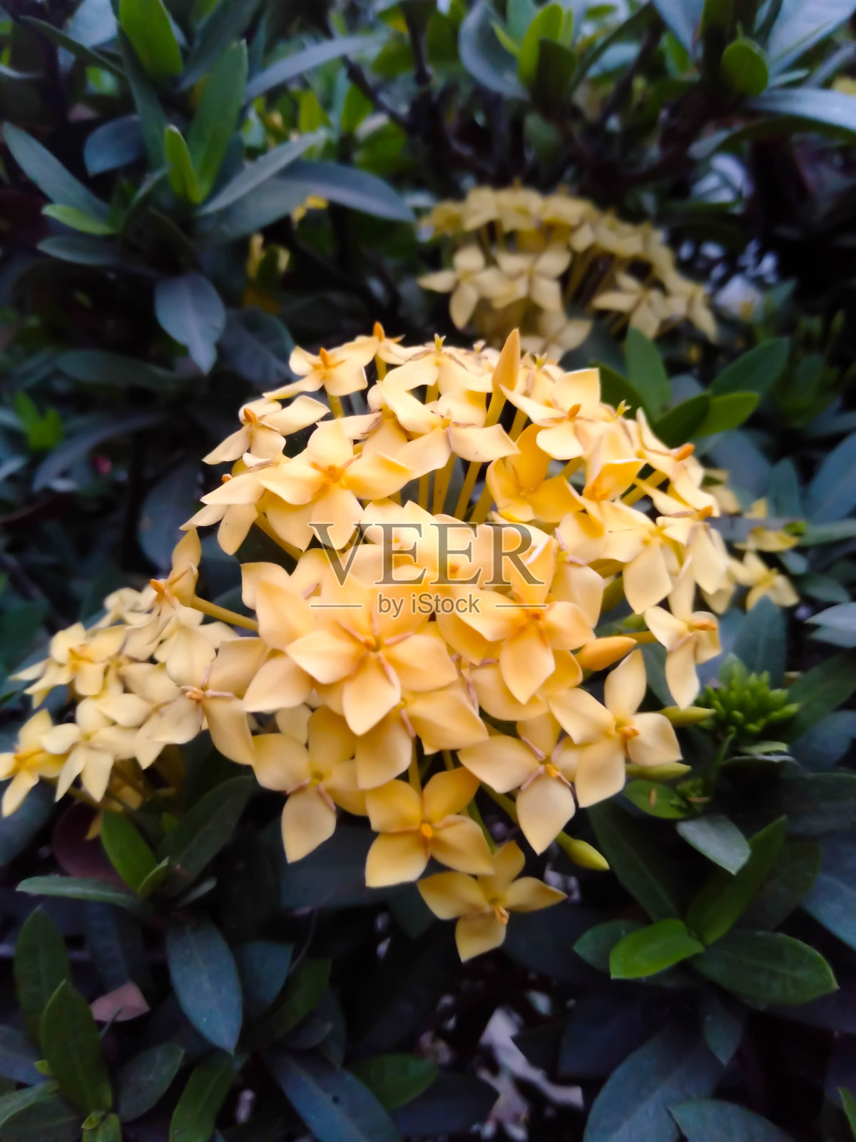 黄色的花照片摄影图片