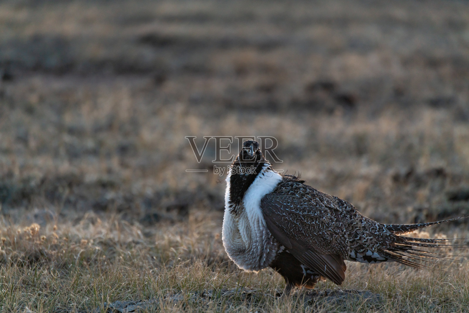 一只雄性大鼠尾草松鸡在一个春天的早晨照片摄影图片