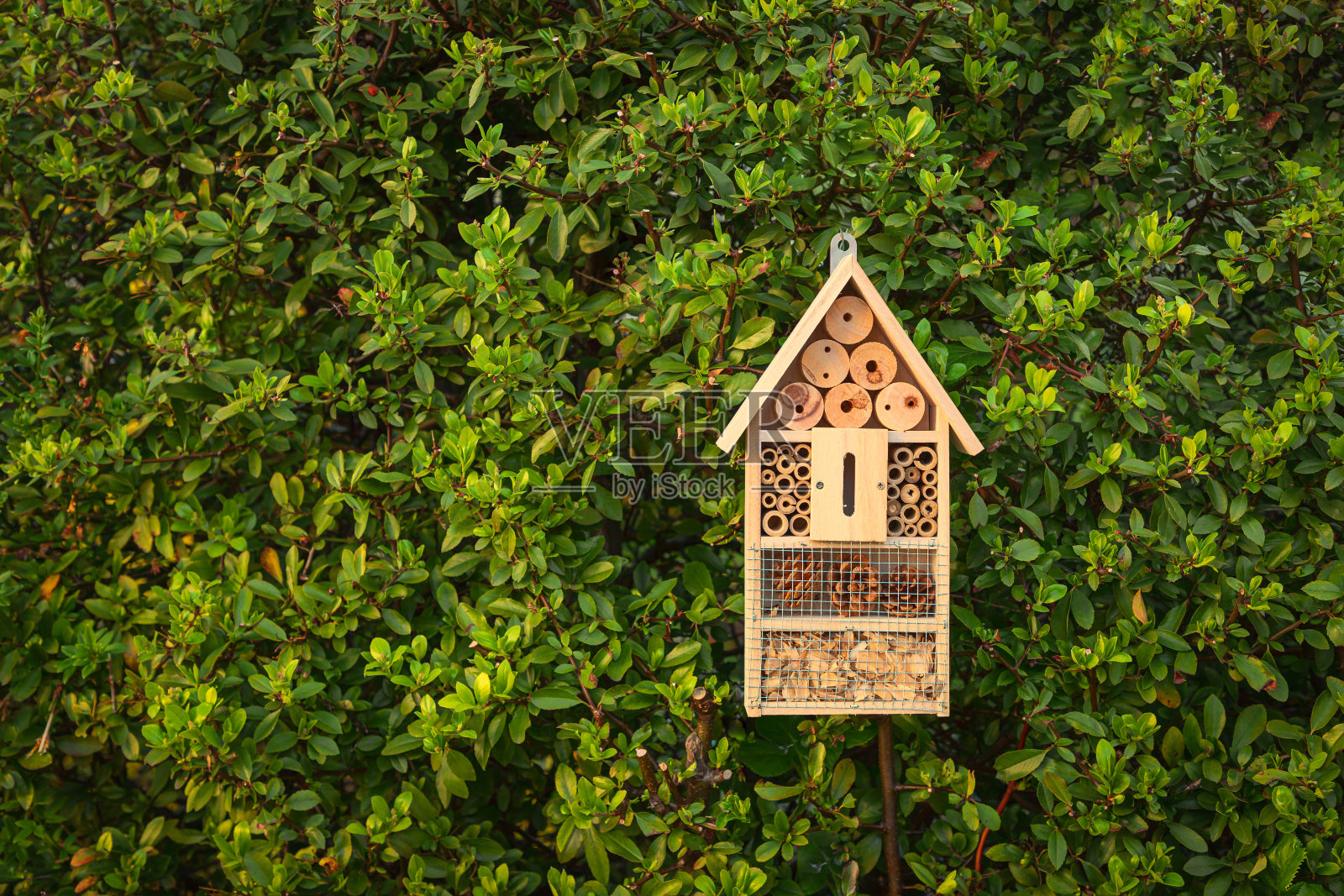 绿色树篱中的昆虫旅馆为蜜蜂和其他昆虫提供了保护和筑巢的帮助照片摄影图片