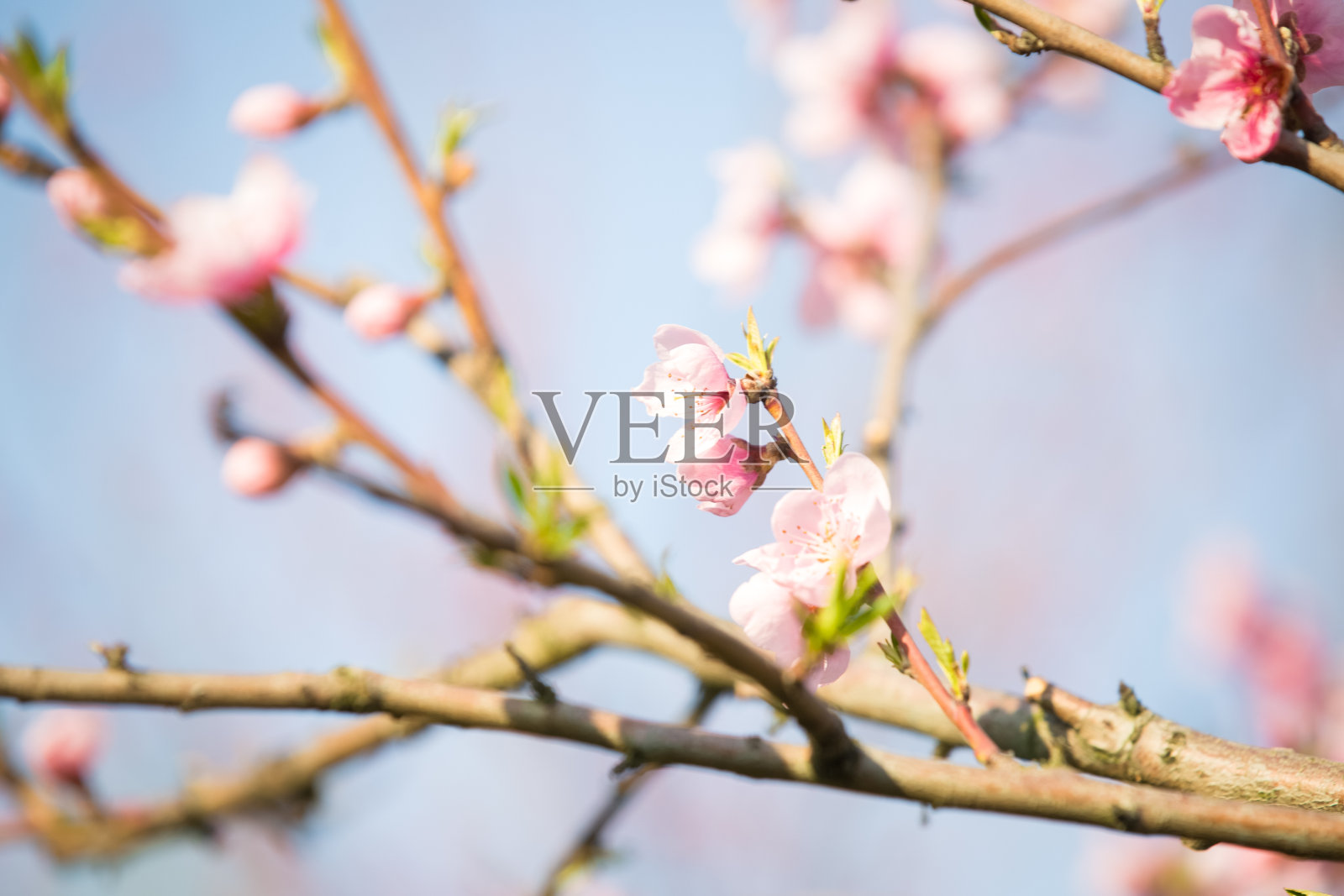 桃花桃红春色背景照片摄影图片