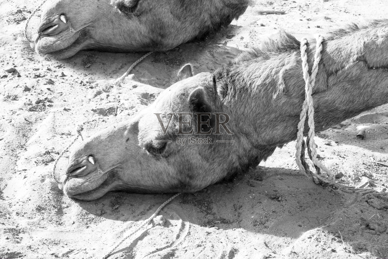 印度的骆驼照片摄影图片