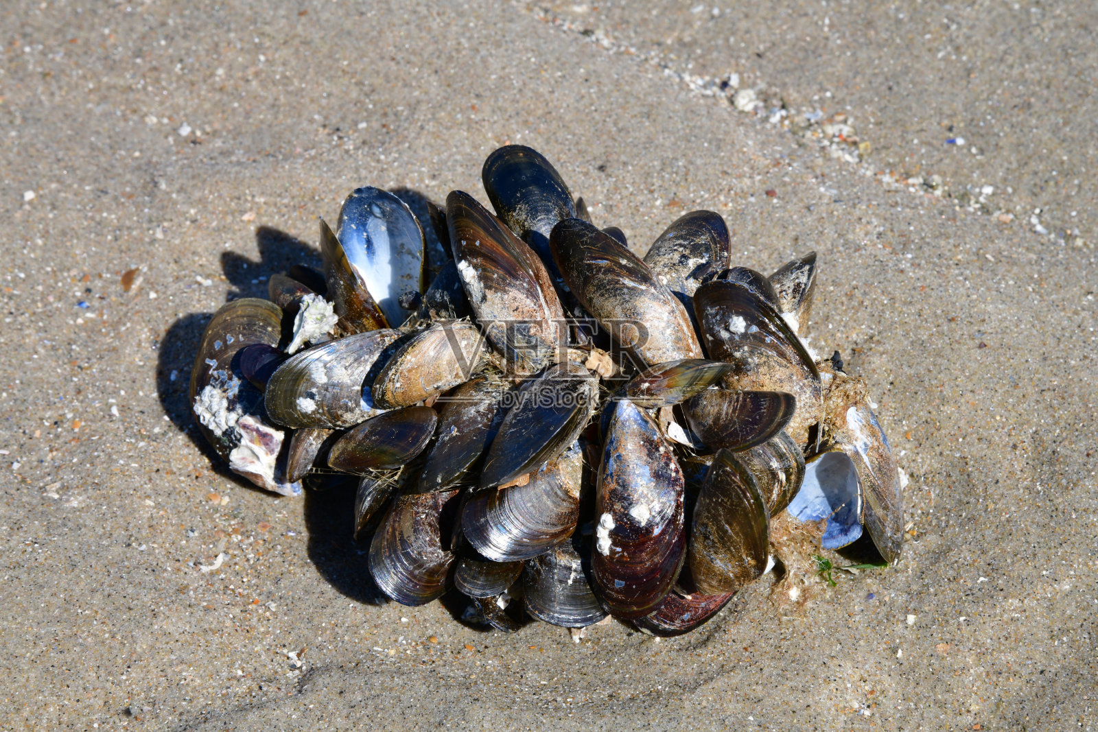 低潮时的荷兰泽兰海岸照片摄影图片